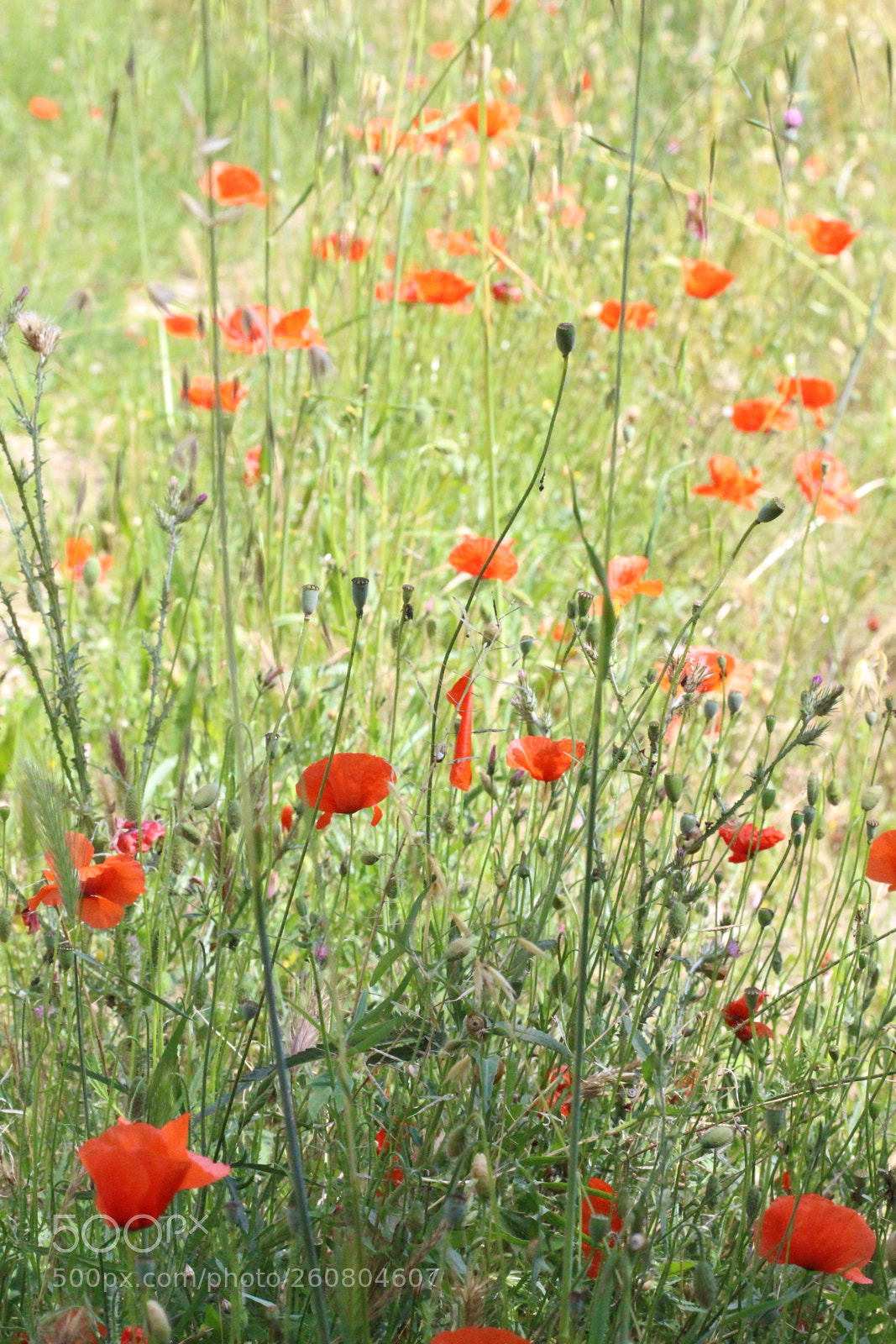 Canon EOS 700D (EOS Rebel T5i / EOS Kiss X7i) sample photo. Feel alive photography