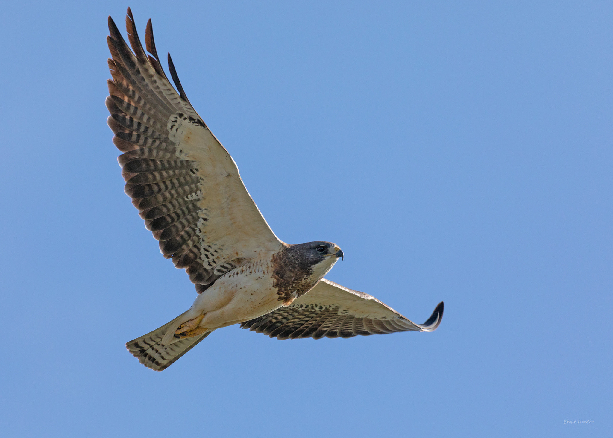 Canon EOS sample photo. Swainson's hawk photography