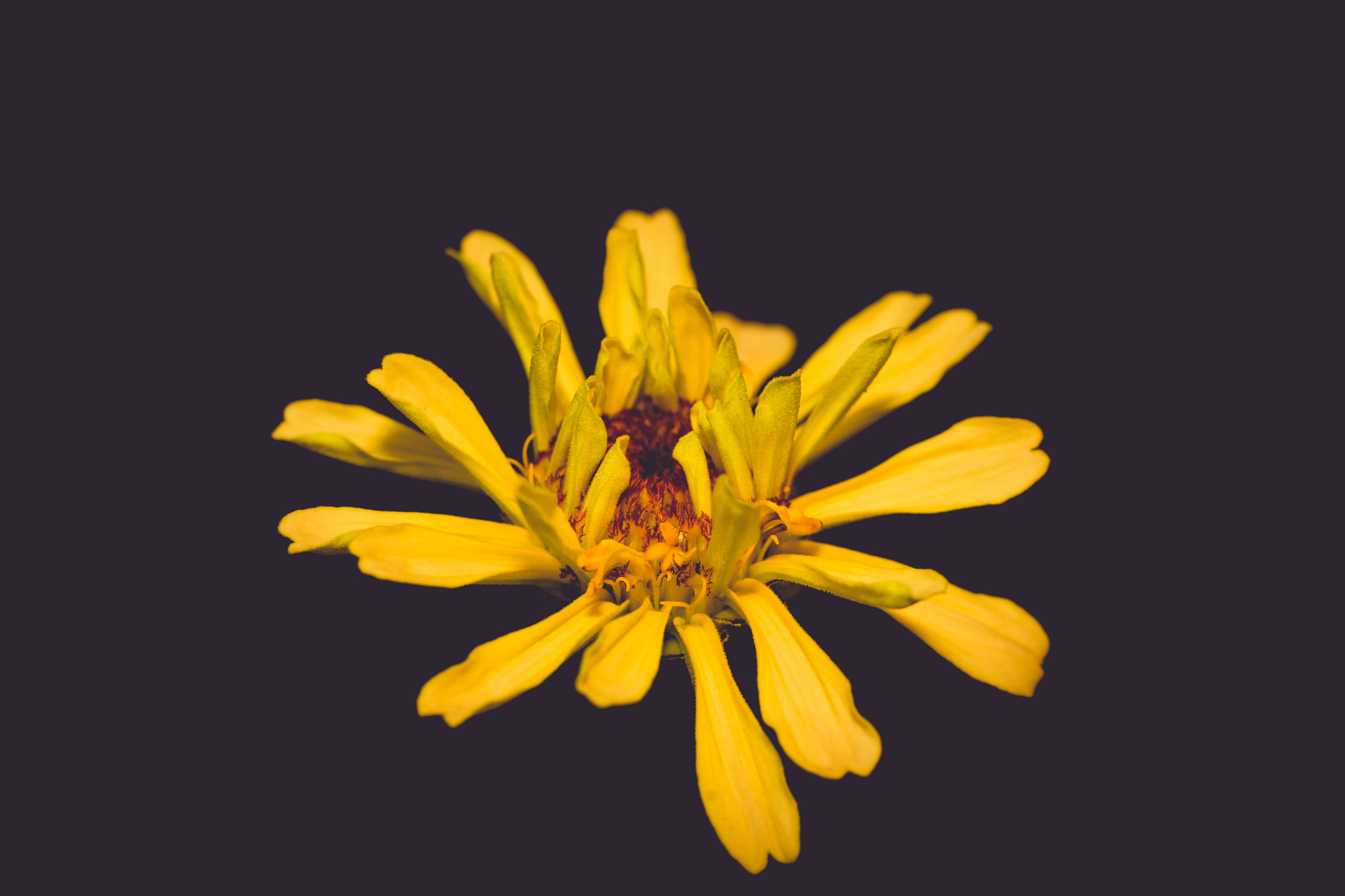 Sony SLT-A99V sample photo. Dahlia in dark photography