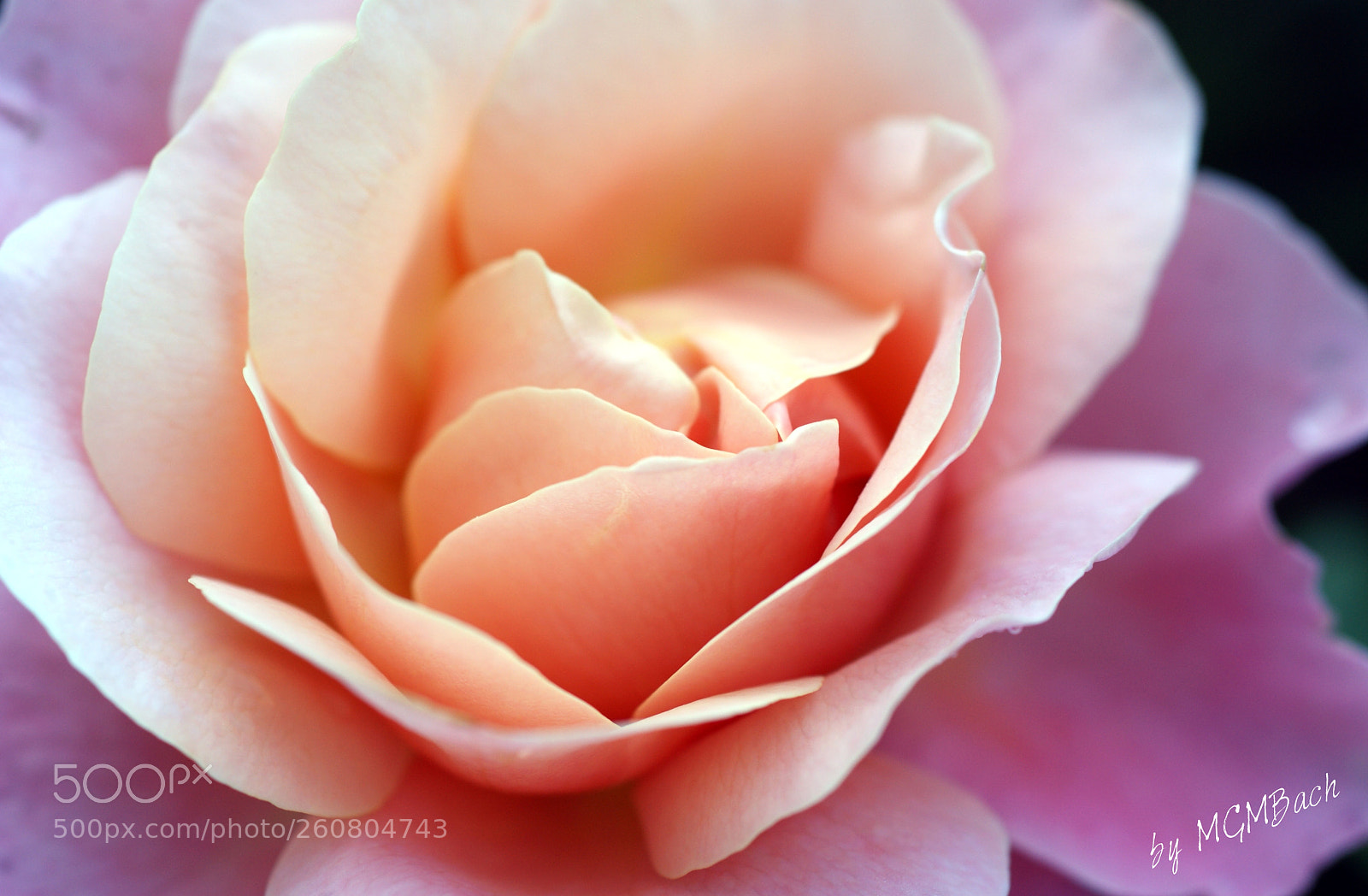 Sony Alpha DSLR-A350 sample photo. Innocent photography