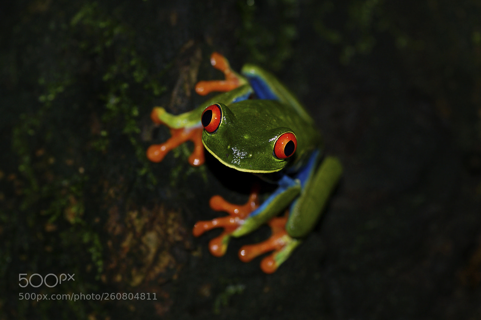 Sony Alpha DSLR-A350 sample photo. Portrait of red-eyed treefrog. photography