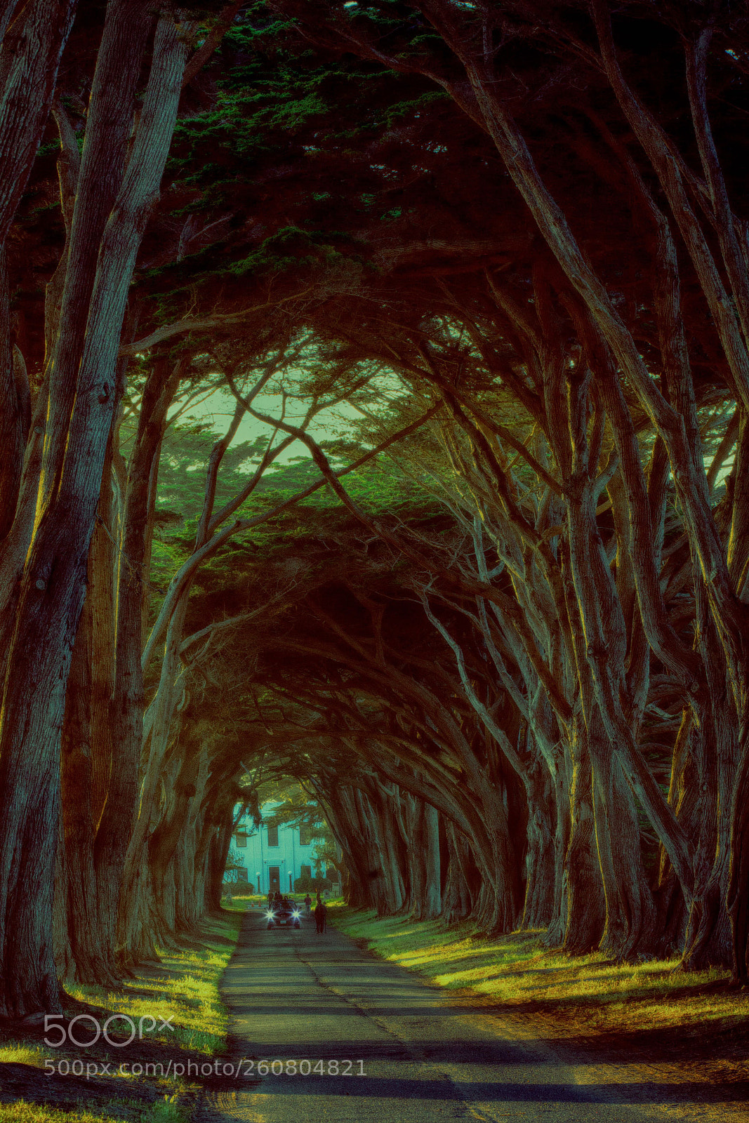 Canon EOS 5D Mark II sample photo. Tree tunnel photography