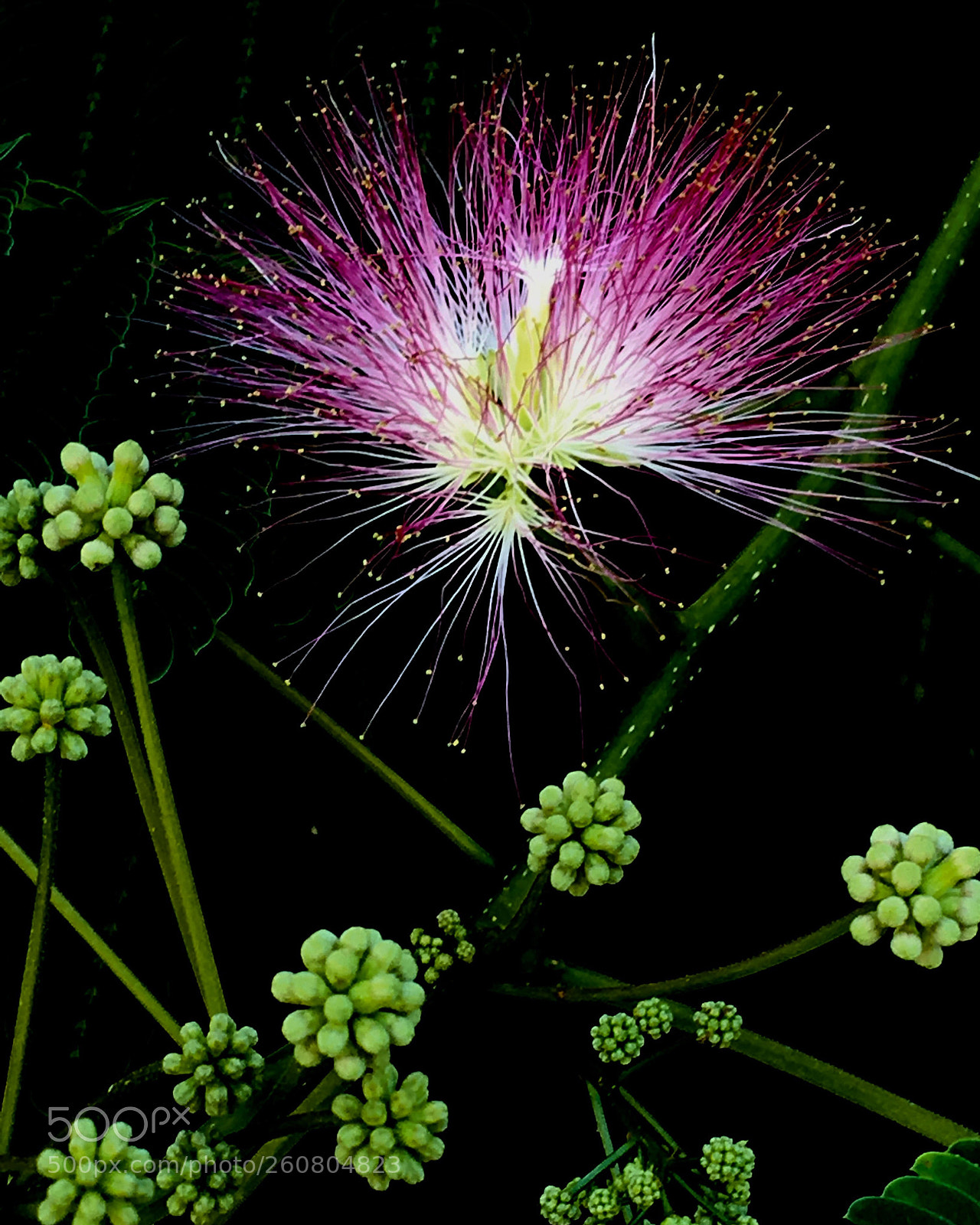Apple iPhone 6s sample photo. Southern mimosa photography