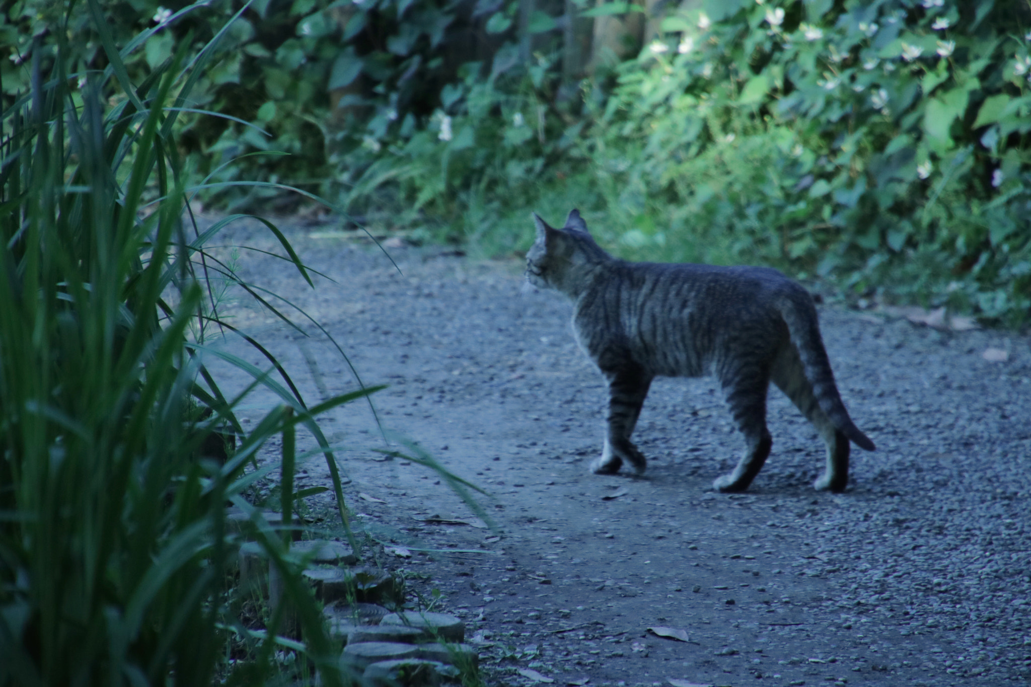 Canon EOS 760D (EOS Rebel T6s / EOS 8000D) sample photo. Loneliness cat photography