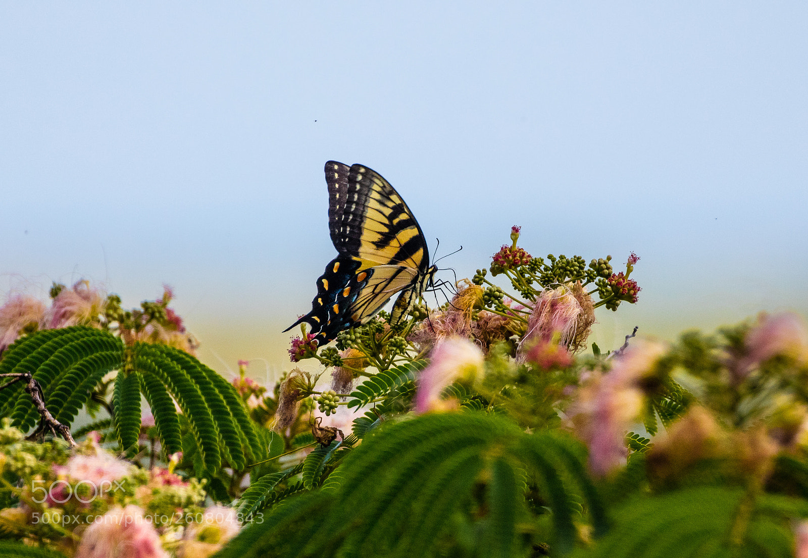 Canon EOS 5DS R sample photo. Life's beginning photography