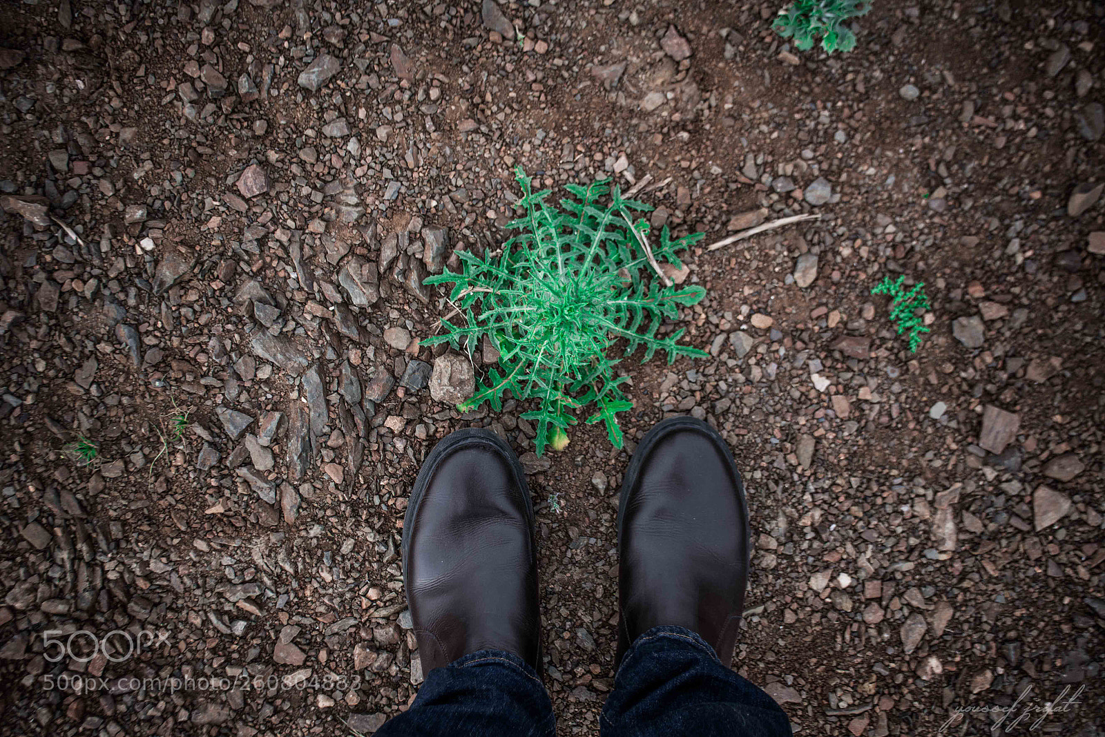 Nikon D7100 sample photo. Green photography