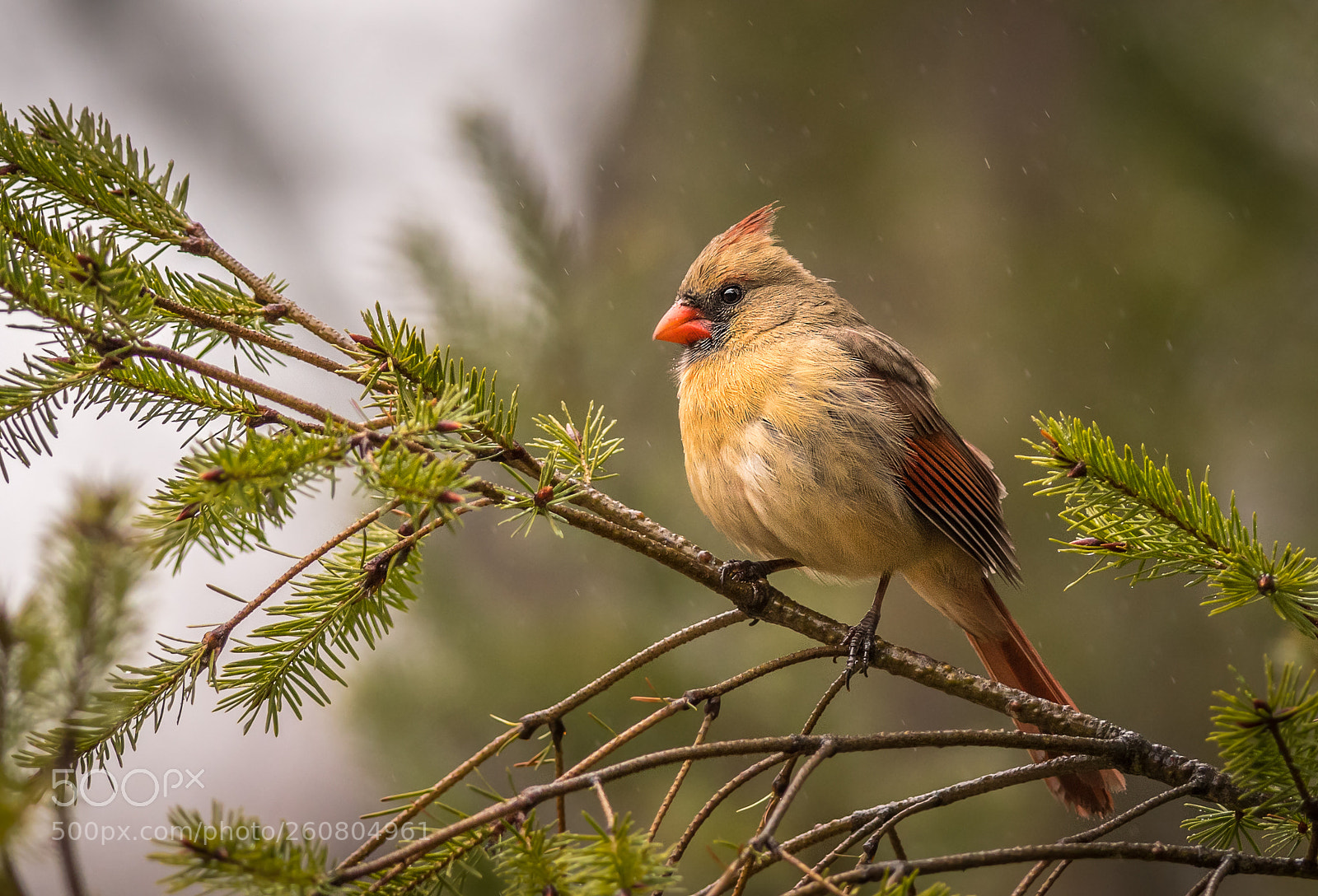 Nikon D500 sample photo. Caught in th rain photography