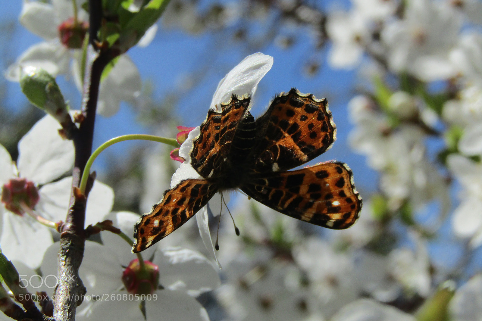 Canon PowerShot SX410 IS sample photo. Upside down photography