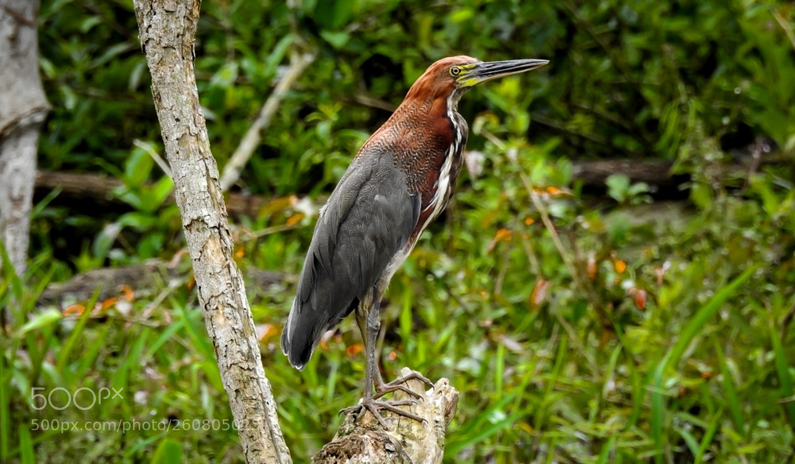 Nikon Coolpix P900 sample photo. Rufescent tiger-heron tigrisoma lineatum photography