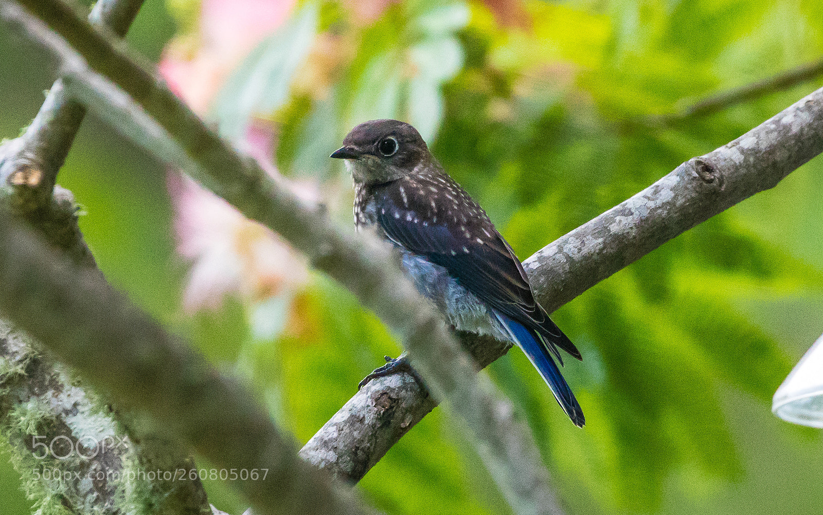 Canon EOS 5DS R sample photo. Bluebird fledgling photography