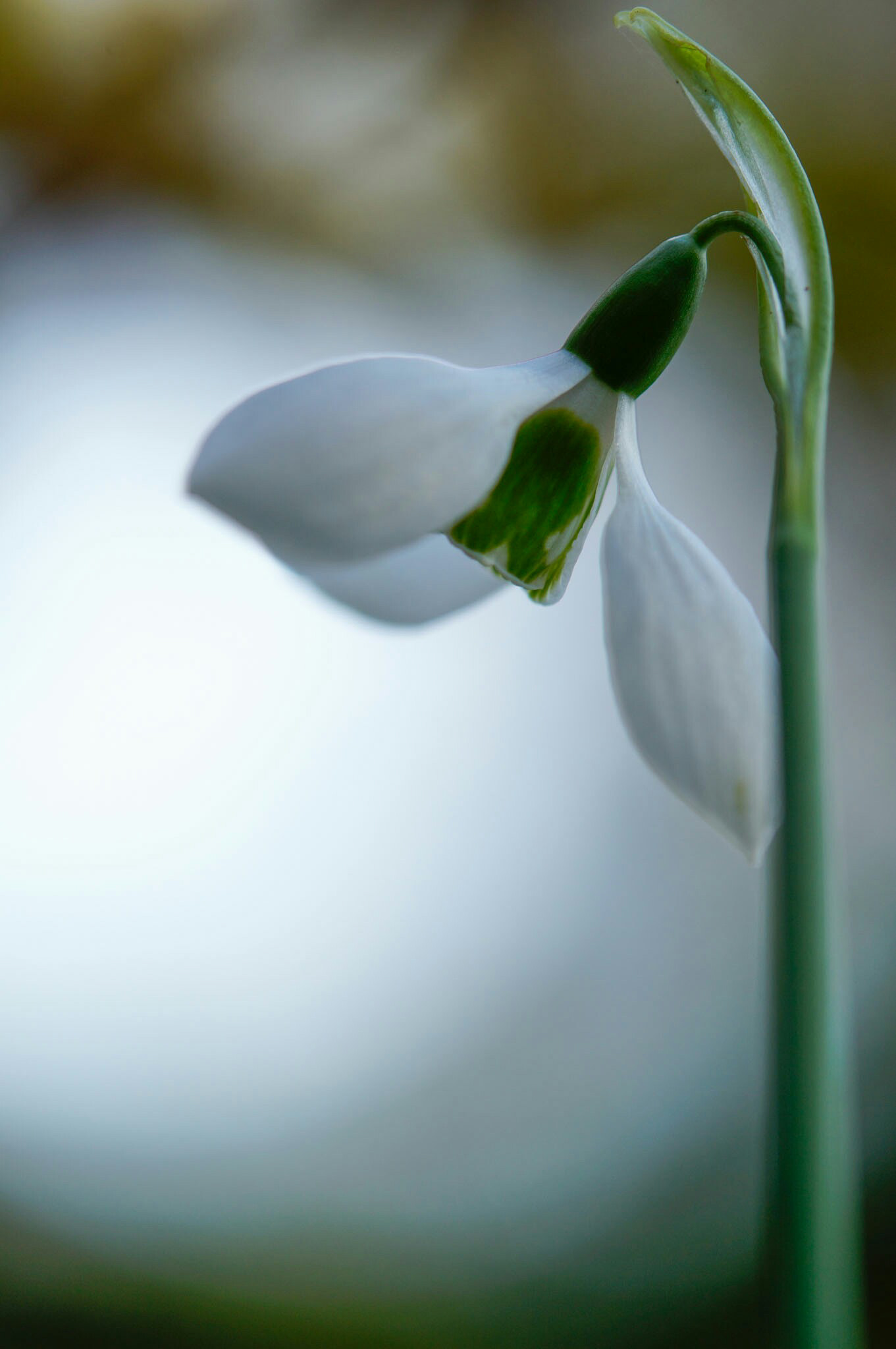 Sony SLT-A57 sample photo. Whiteflower photography