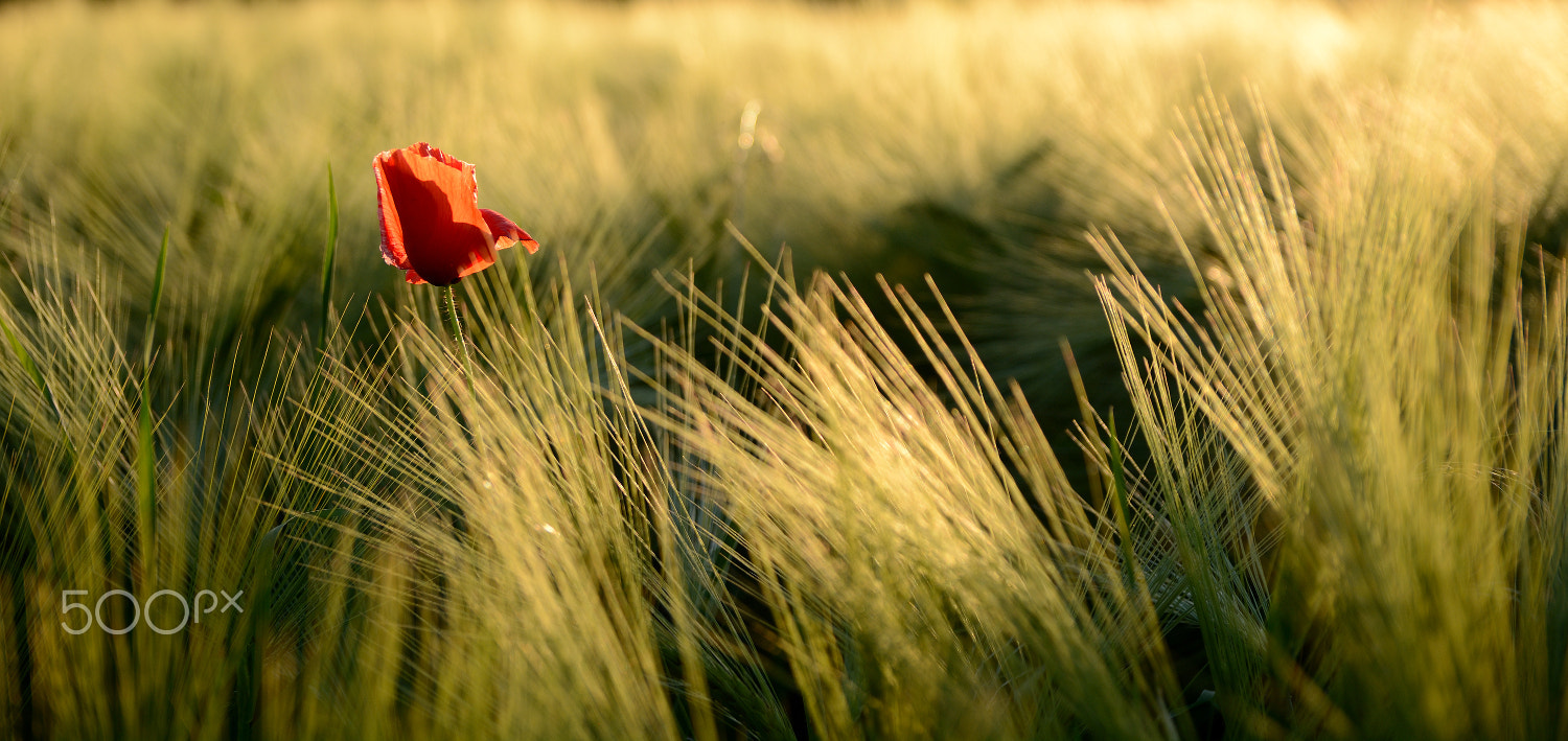 Sigma 17-50mm F2.8 EX DC OS HSM sample photo. ... surrounded ii ... photography