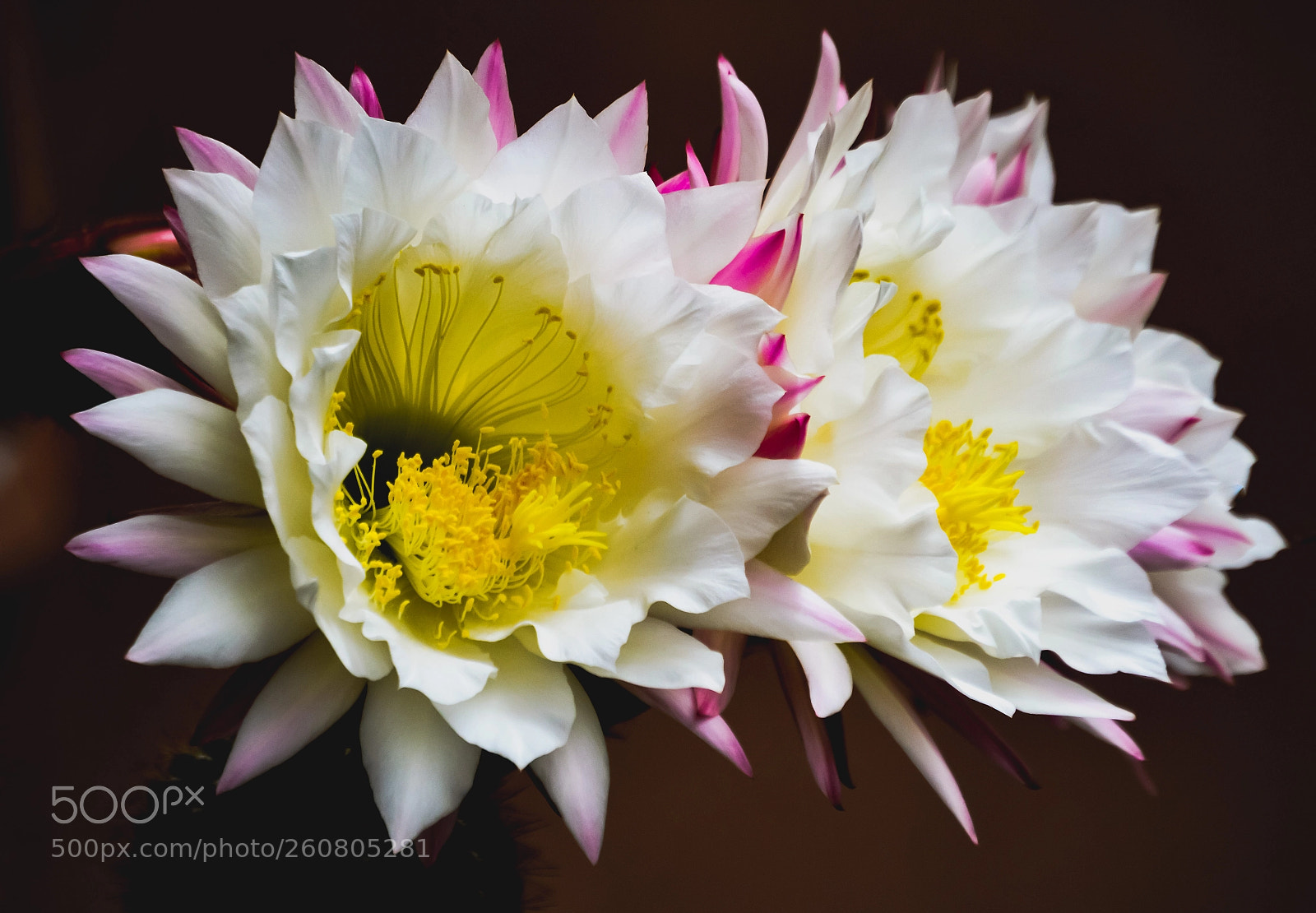 Nikon D3200 sample photo. Le cactacee sono sbocciate photography