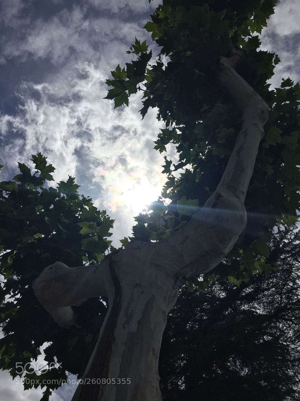 Apple iPhone 6 sample photo. Untitled photography