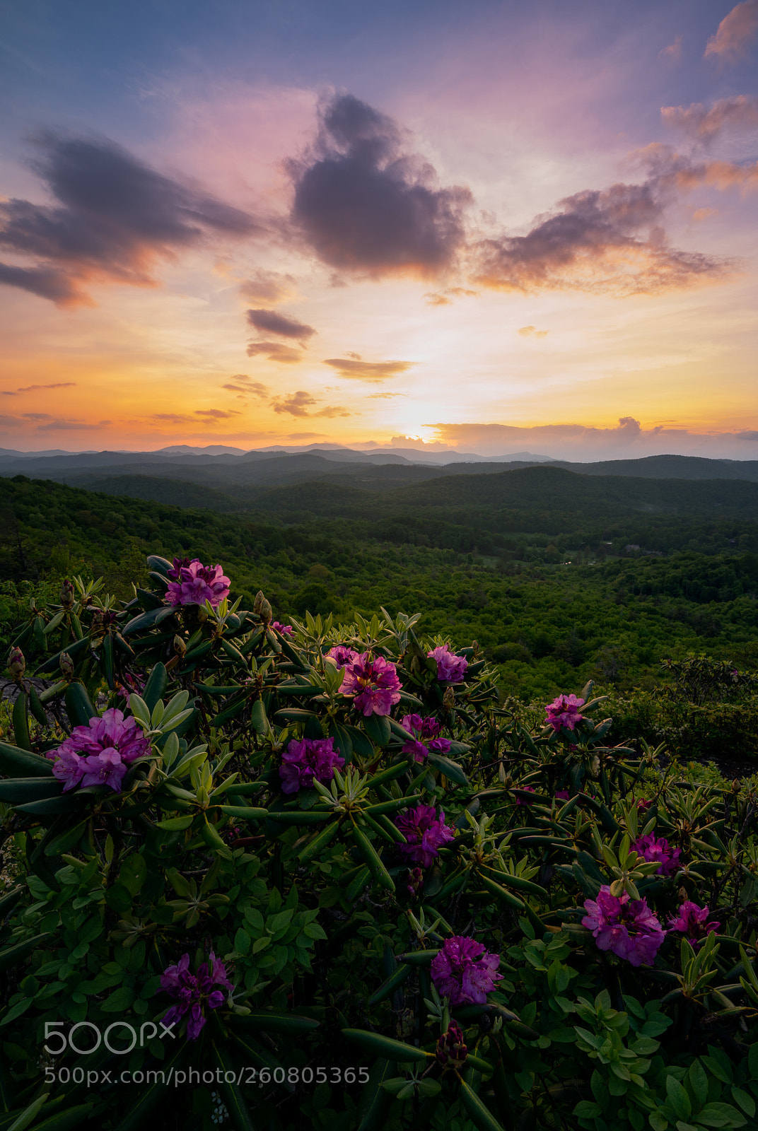 Sony a7R III sample photo. Mountain blooms photography