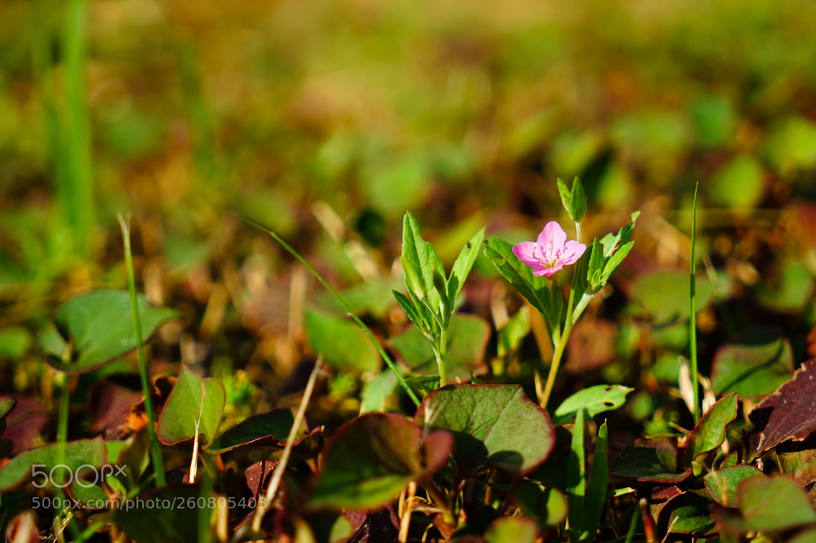 Sony a7 sample photo. Prety flower don't know photography