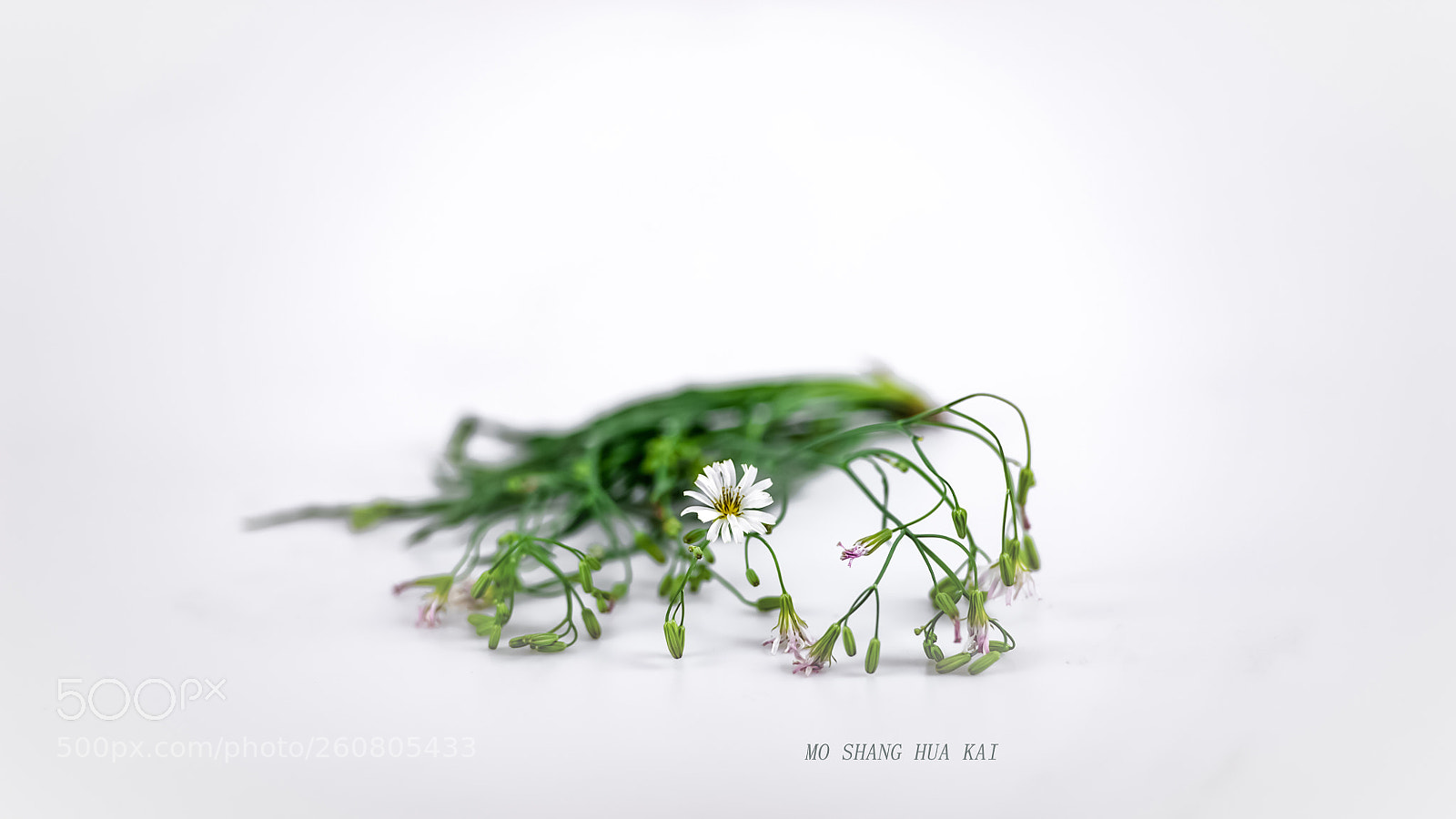 Nikon D700 sample photo. 陌上花开 photography