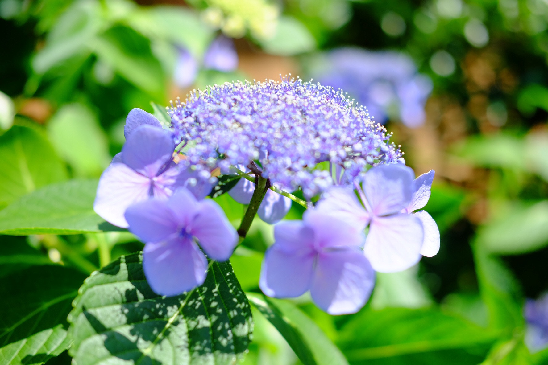 Fujifilm X-A1 sample photo