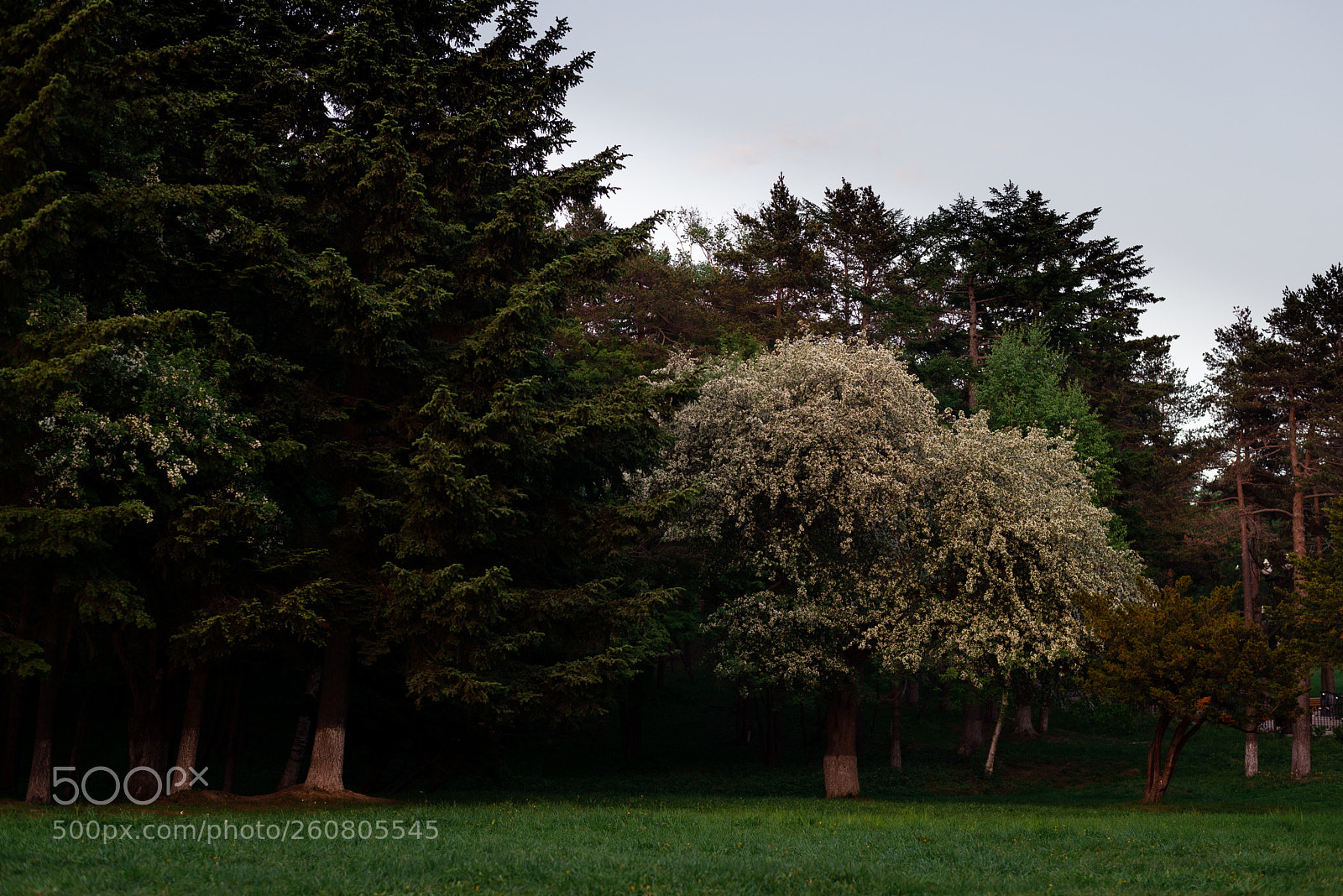 Nikon D610 sample photo. Tree of love photography