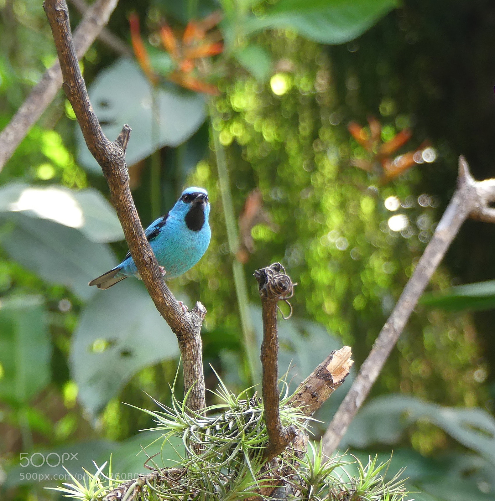 Panasonic Lumix DMC-FZ300 sample photo. Blue dacnis (dacnis bleu) photography