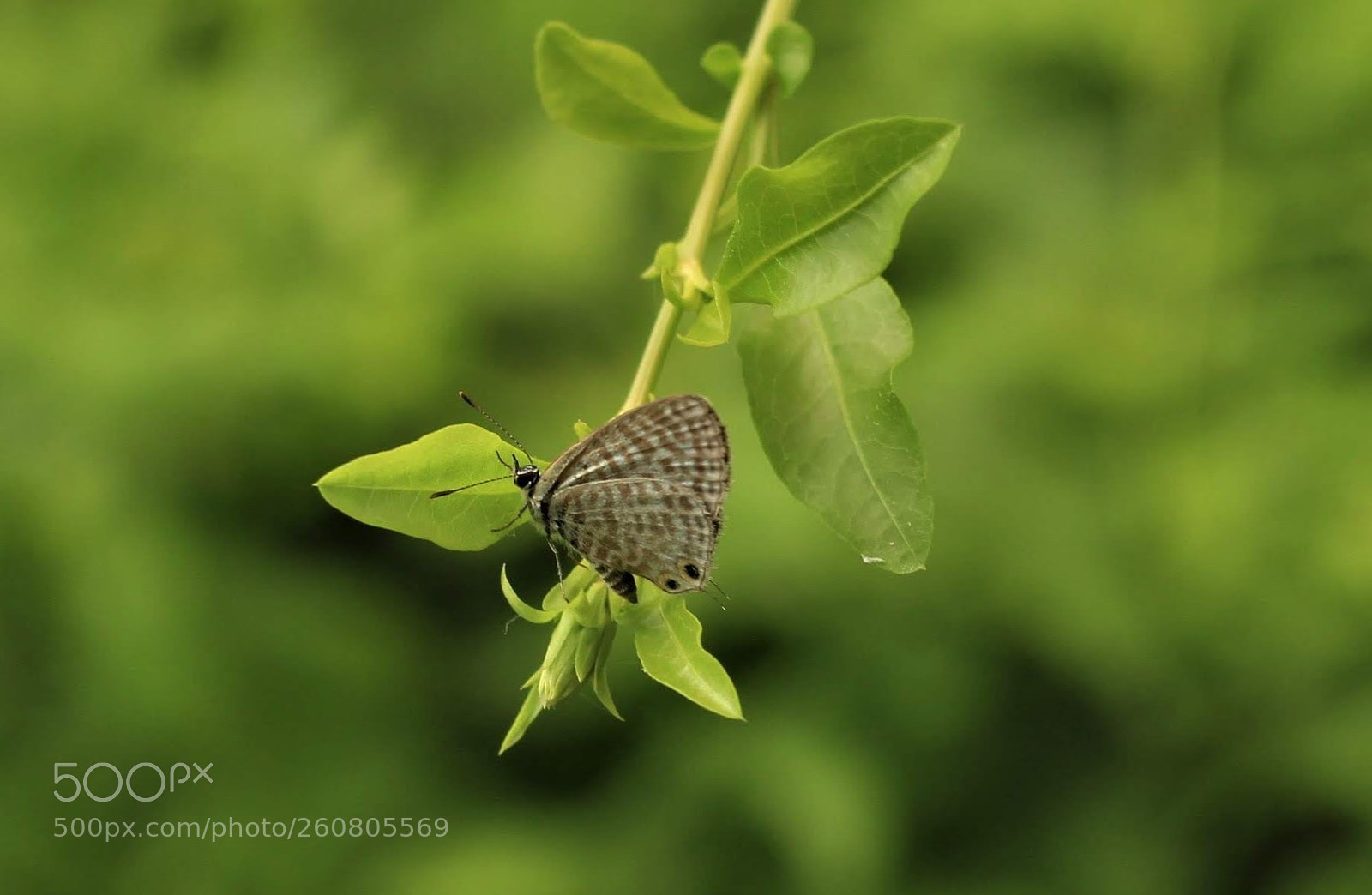 Canon EOS 700D (EOS Rebel T5i / EOS Kiss X7i) sample photo. Butterfly in the forest photography