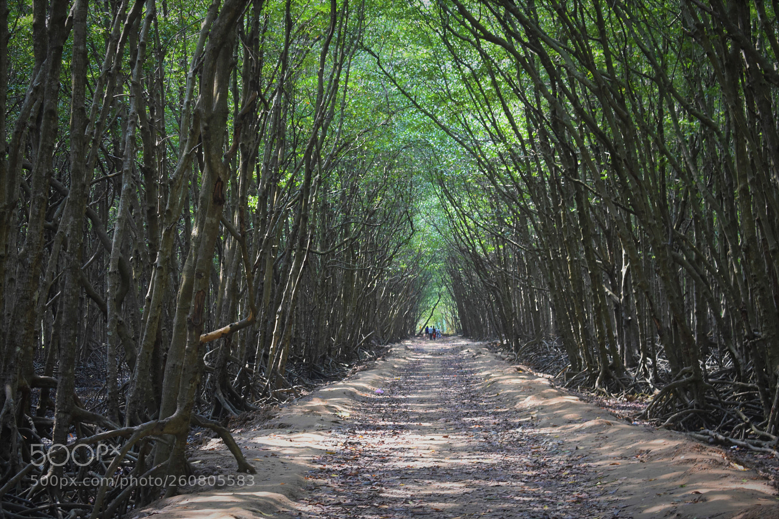 Nikon D3400 sample photo. Rung sác, vietnam photography