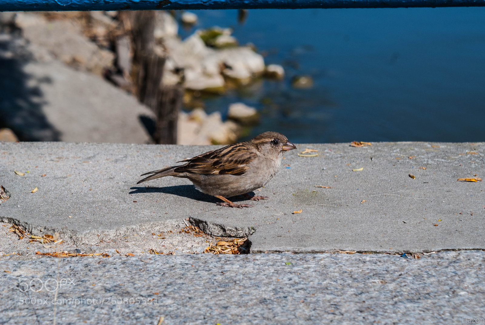 Sony Alpha DSLR-A200 sample photo. Sparrow photography