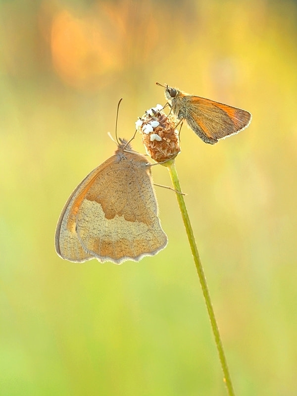 Canon EF-S 55-250mm F4-5.6 IS sample photo. Ochsenauge und dickkopf photography