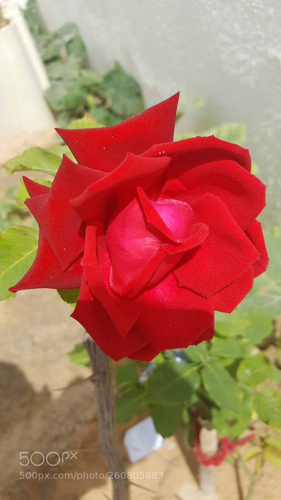 Samsung GALAXY S6 edge sample photo. Flowerr photography