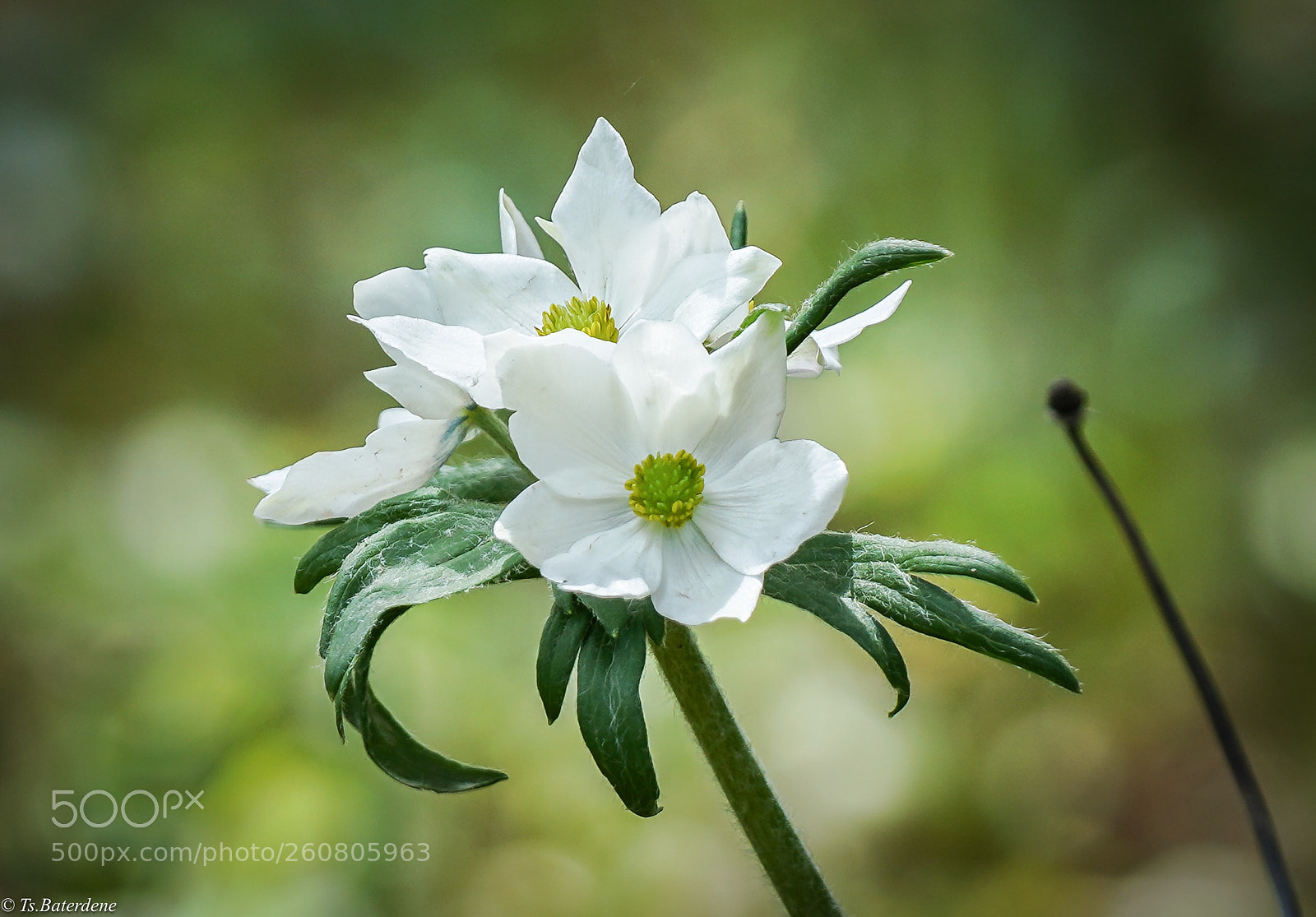 Sony a7R III sample photo. Mongolian thimbleweed photography