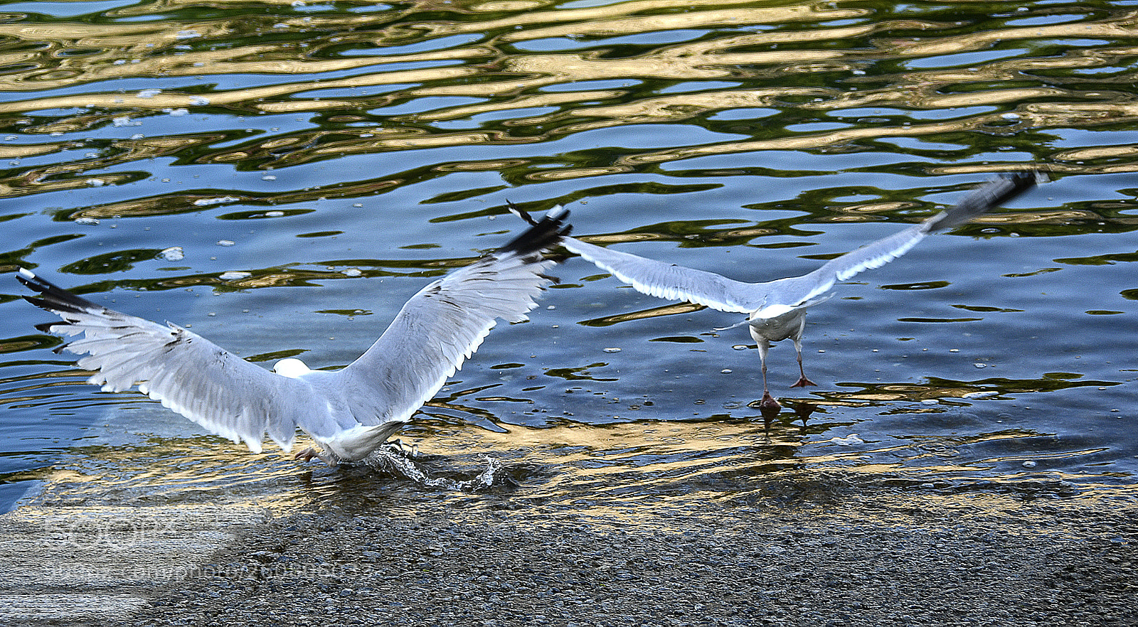 Nikon D7500 sample photo. L'envol ... fly away photography