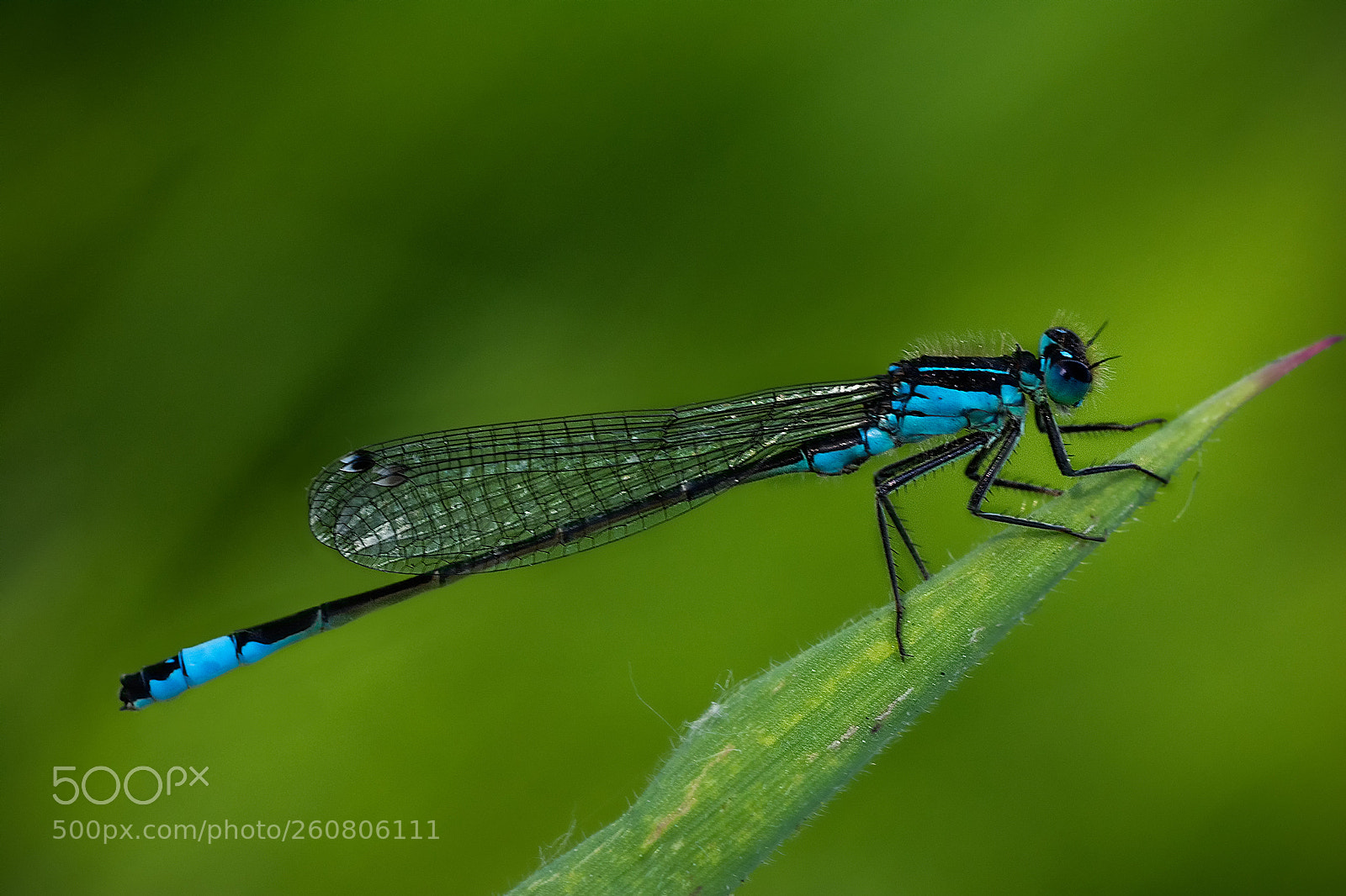 Nikon D7100 sample photo. Damsel fly photography