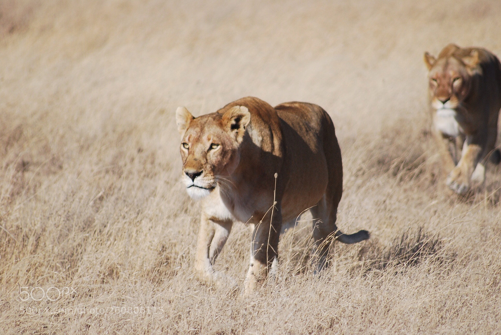 Nikon D40X sample photo. Lions photography