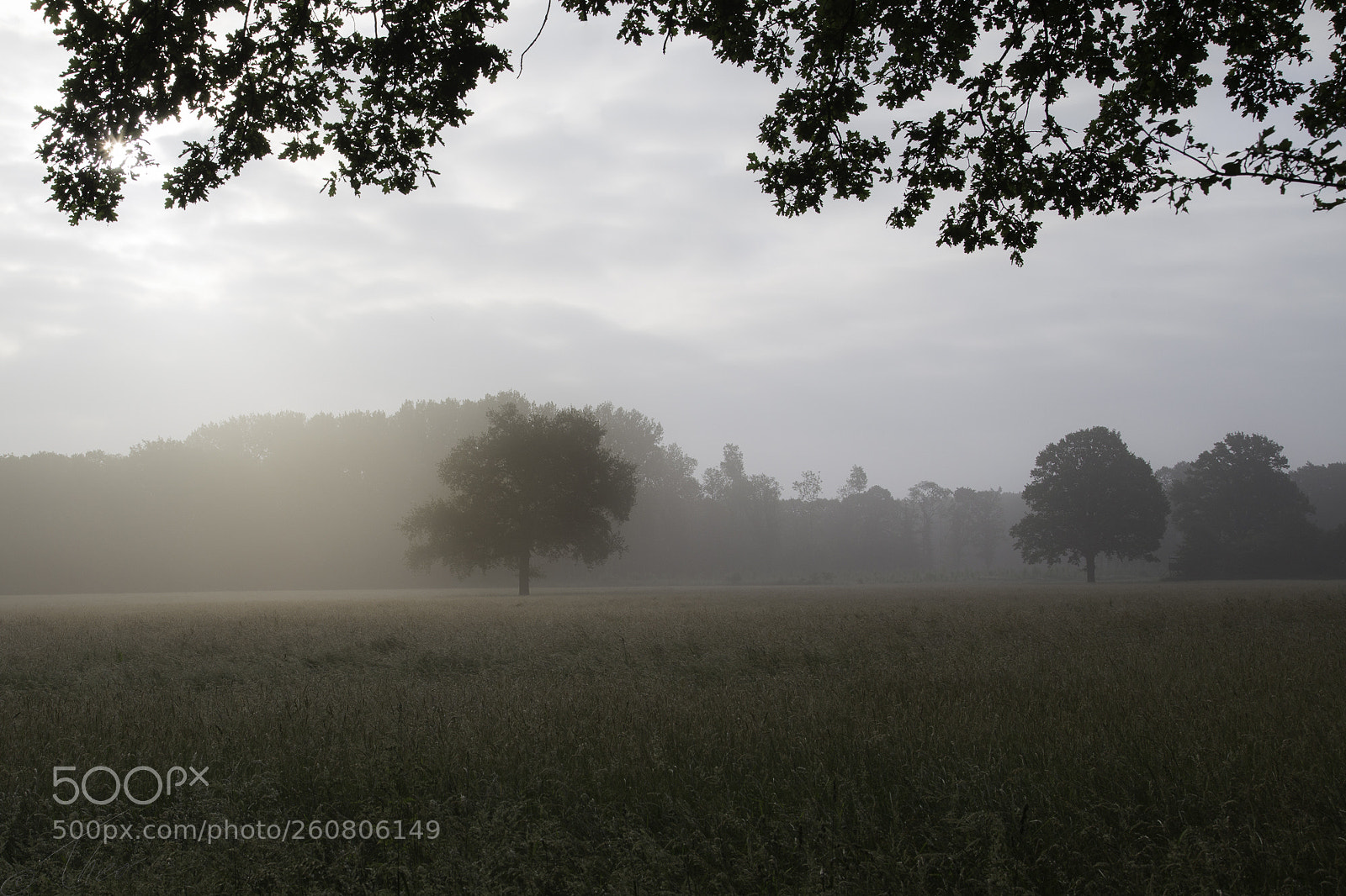 Canon EOS 6D sample photo. Tree photography