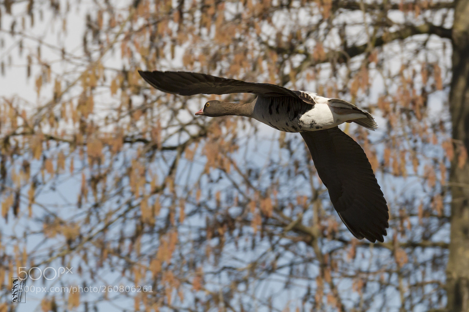 Canon EOS 7D sample photo. Lesser white-fronted goose photography