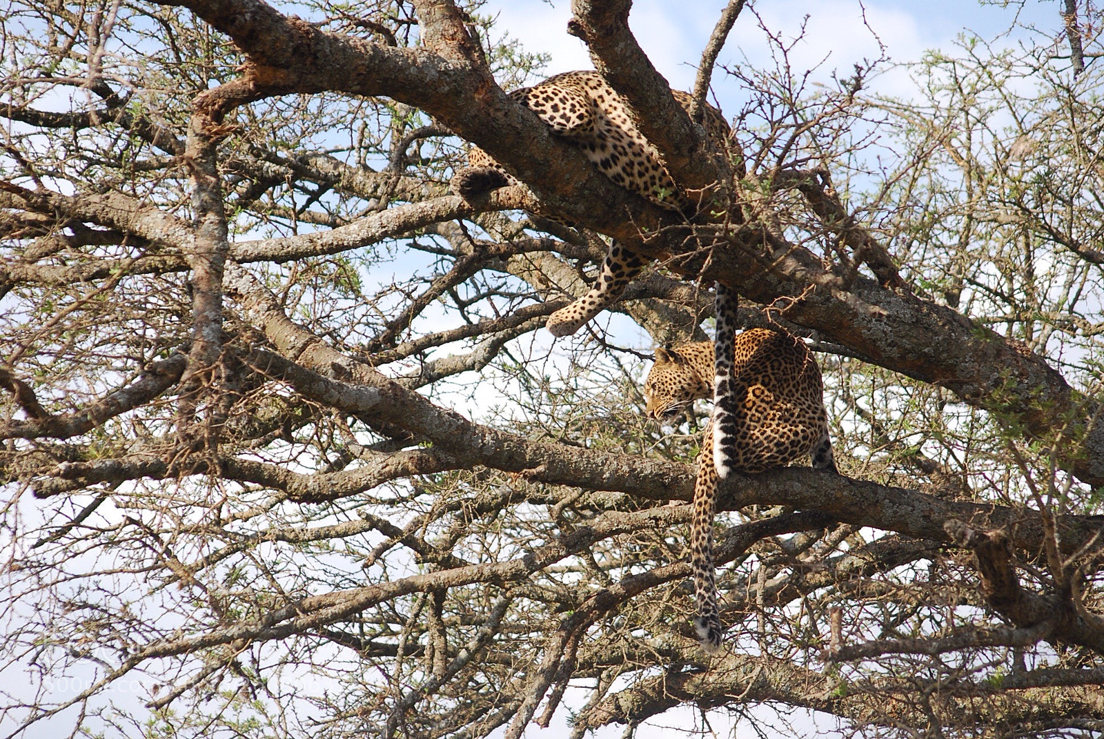 Nikon D40X sample photo. Leopard photography