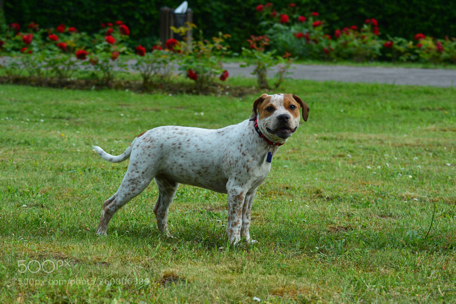 Nikon D5200 sample photo. Untitled photography
