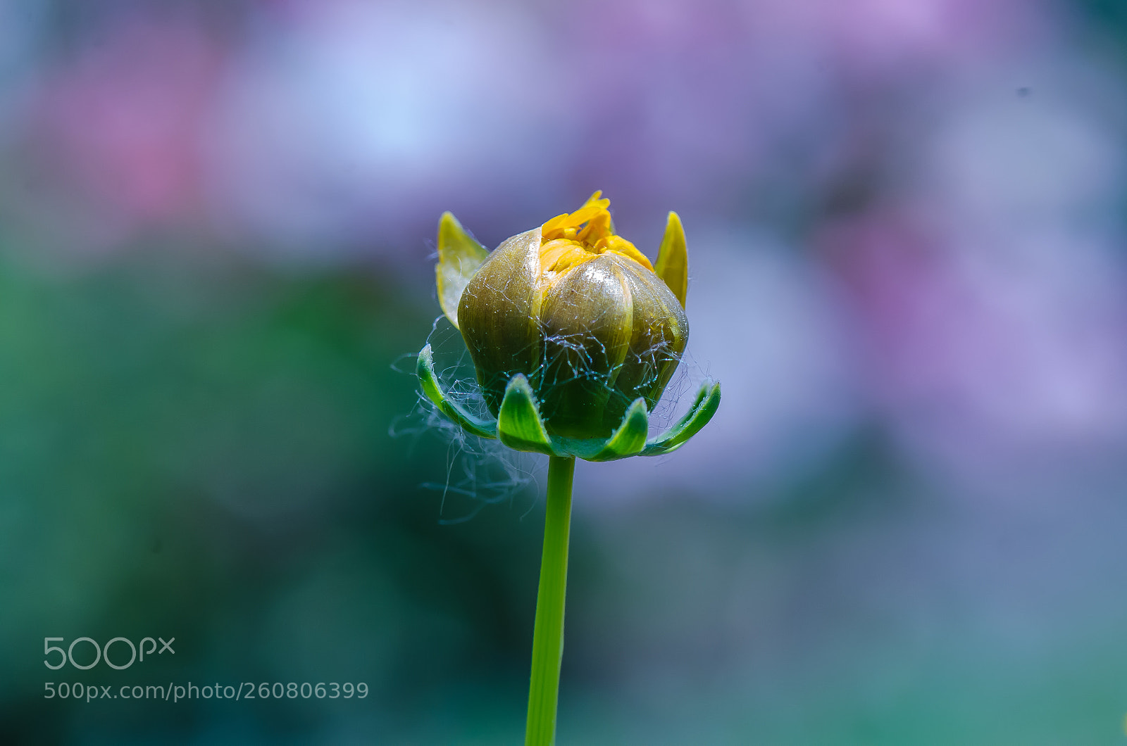 Nikon D7000 sample photo. The lollipop photography