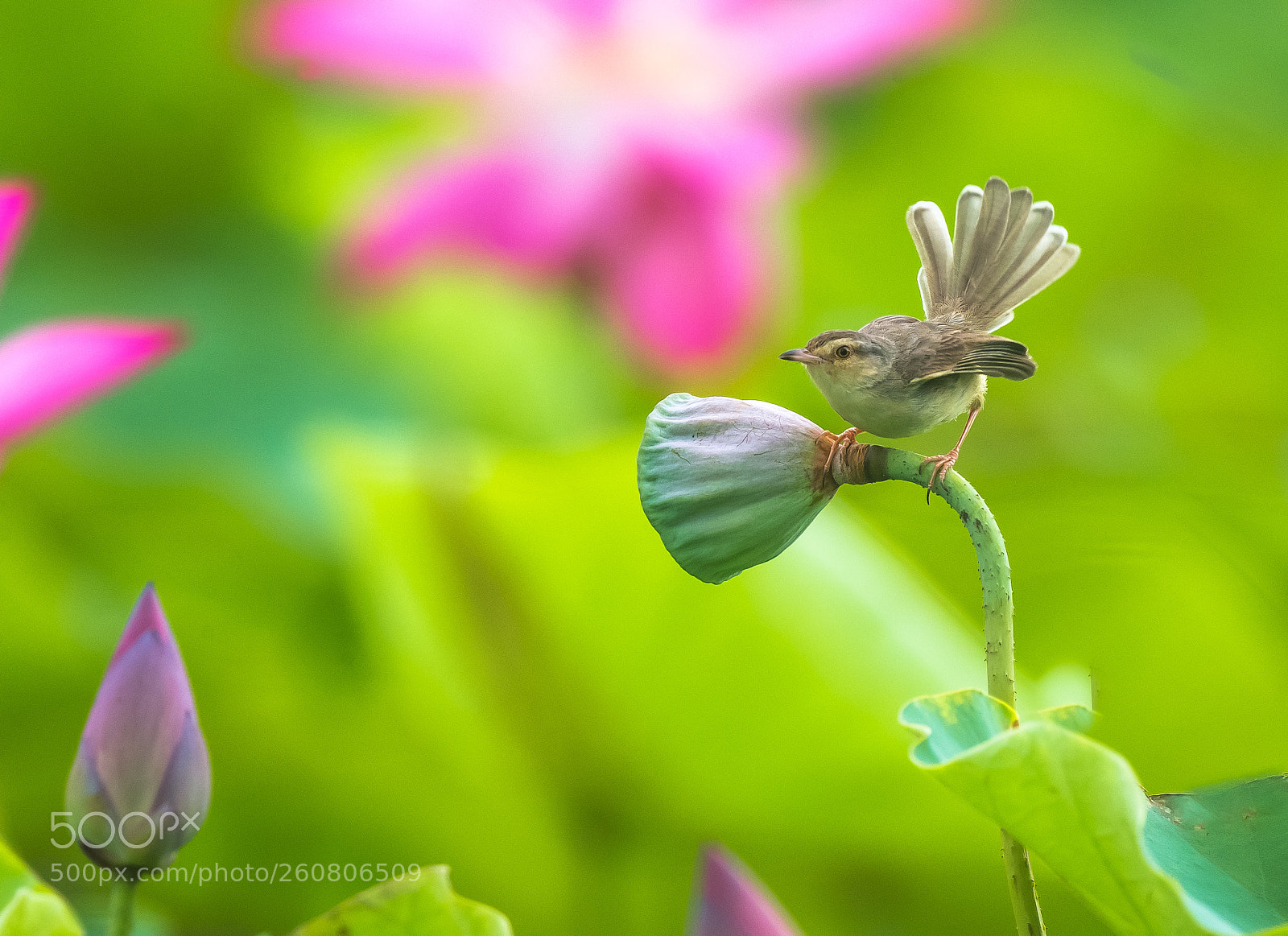 Canon EOS-1D X sample photo. Warbler in lotus pool_2 photography