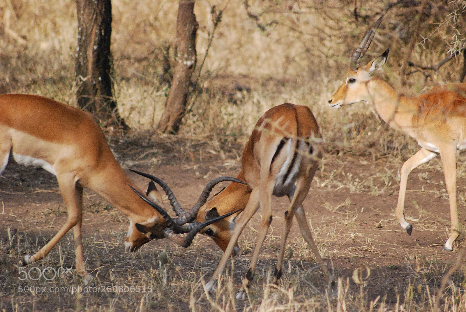Nikon D40X sample photo. Fight photography