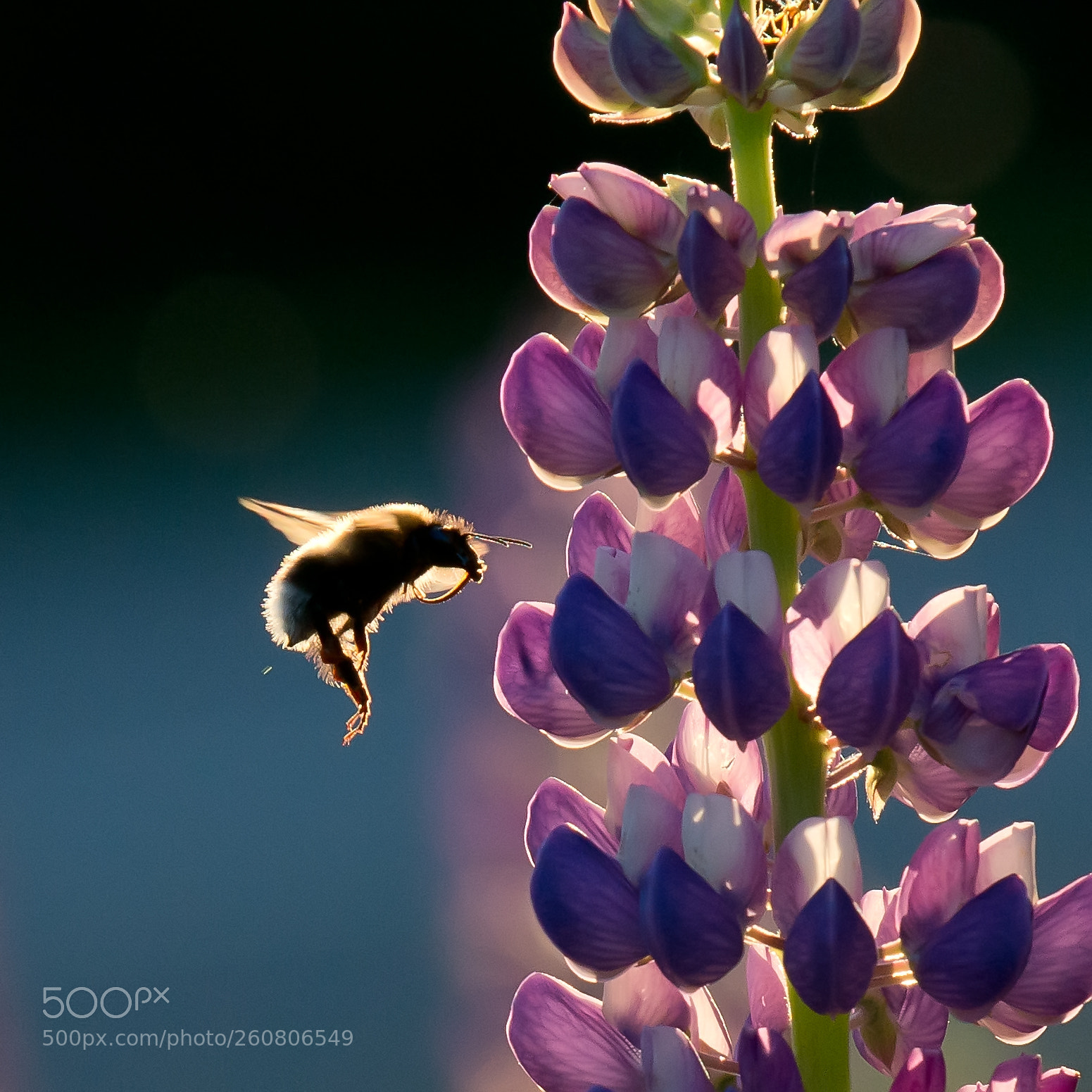 Nikon D800 sample photo. Flower in macro photography