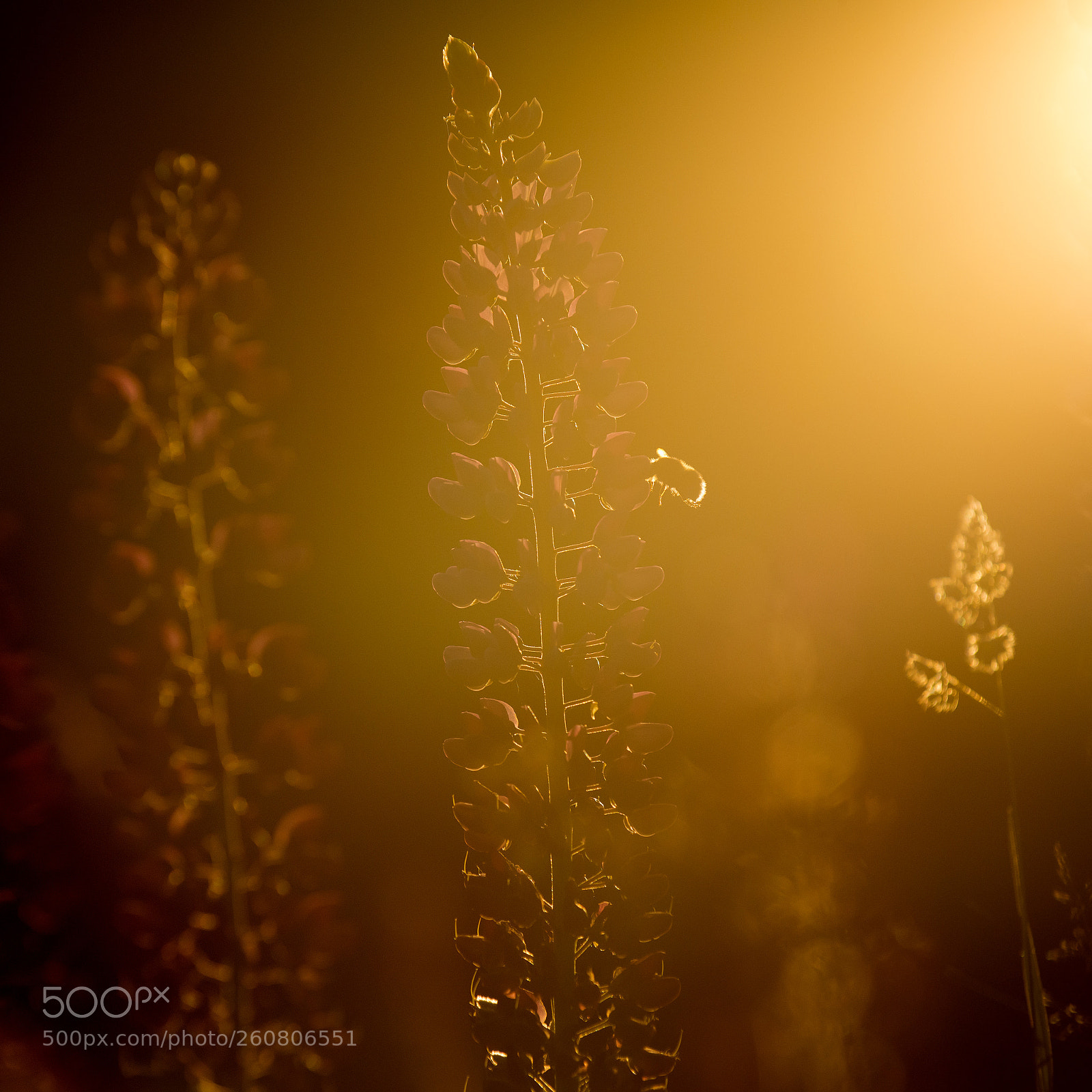 Nikon D800 sample photo. Flower in macro photography
