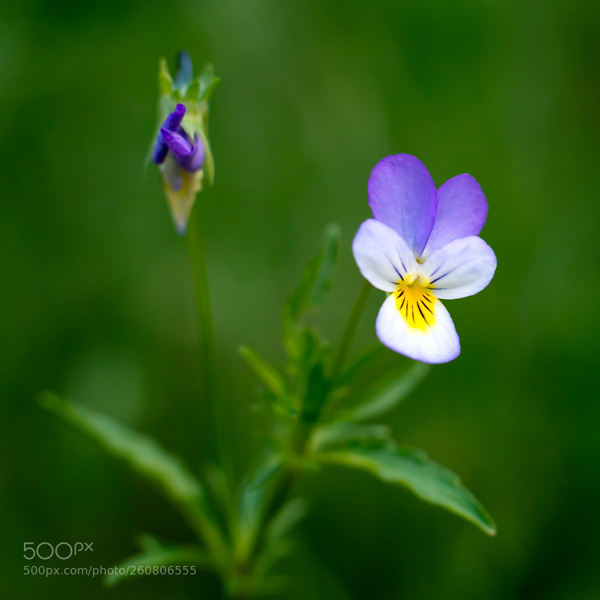 Nikon D800 sample photo. Flower in macro photography