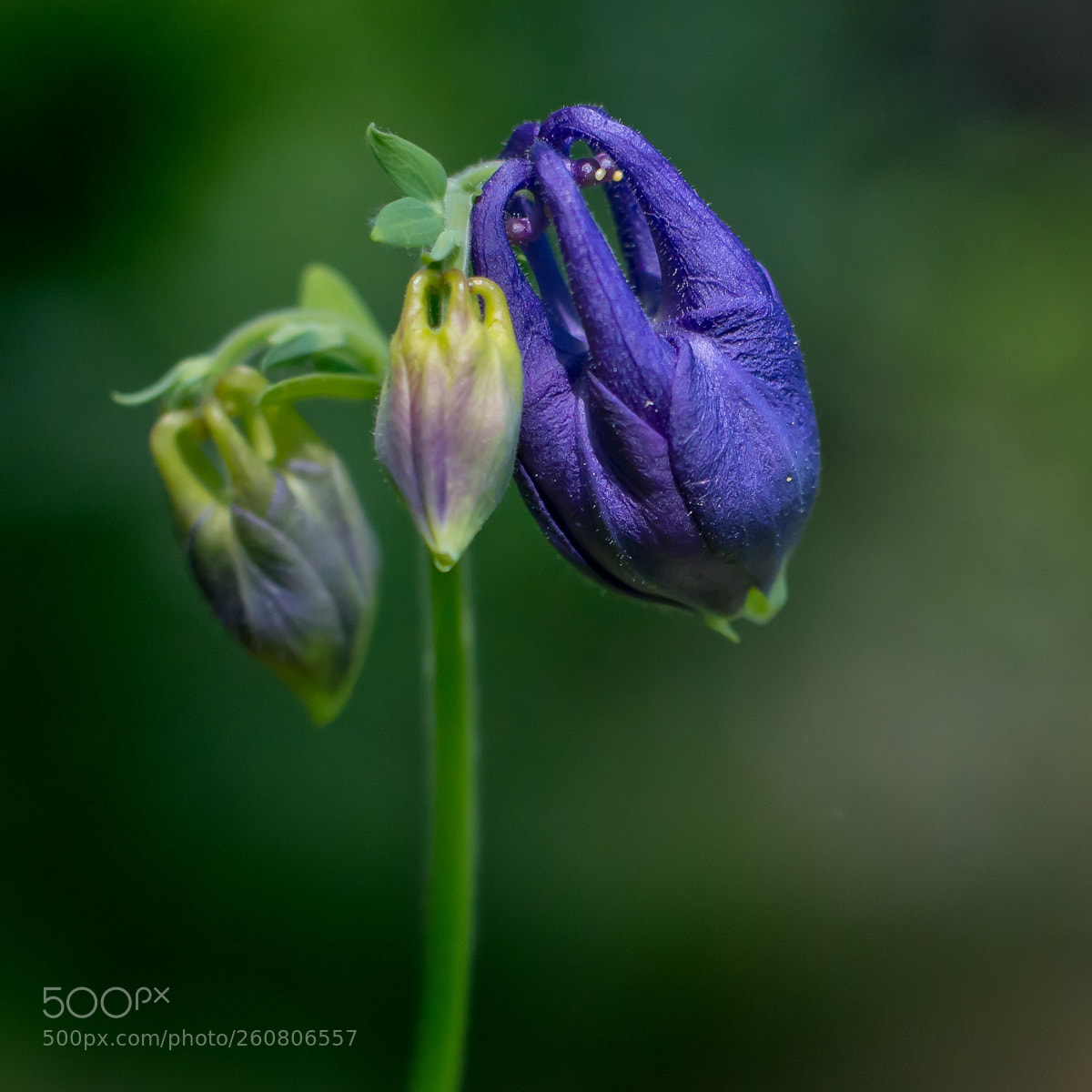 Nikon D800 sample photo. Flower in macro photography