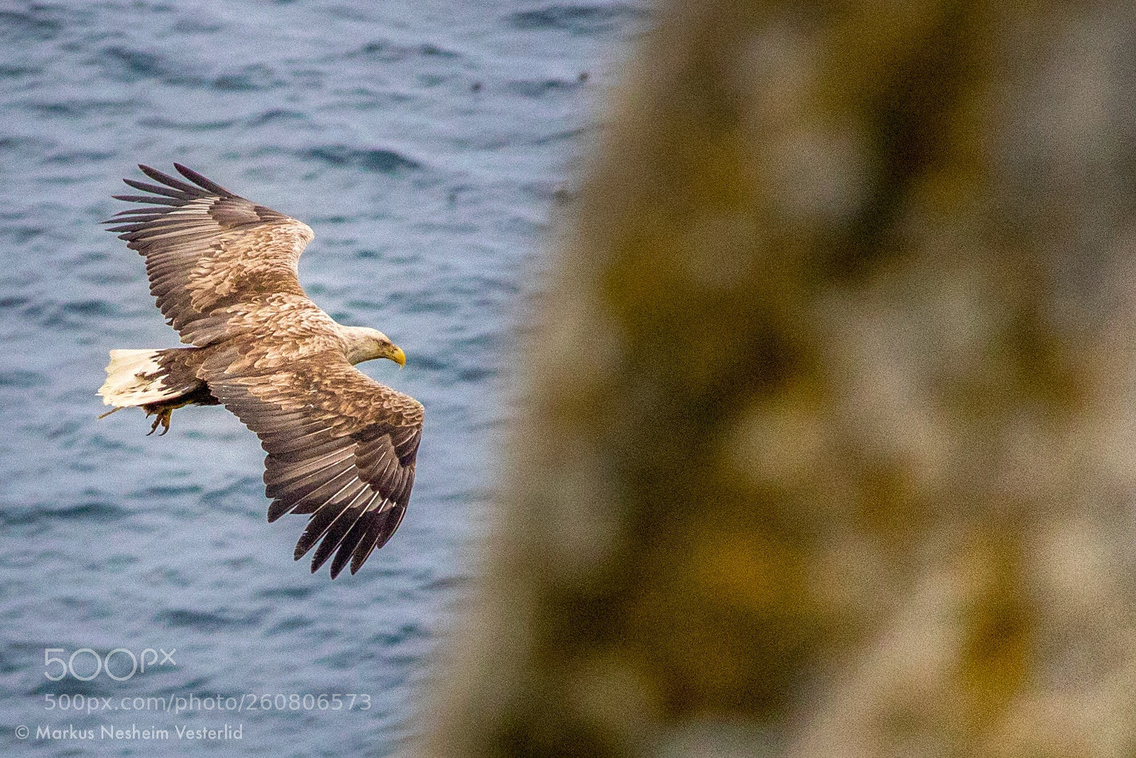 Canon EOS 1300D (EOS Rebel T6 / EOS Kiss X80) sample photo. White-tailed eagle photography