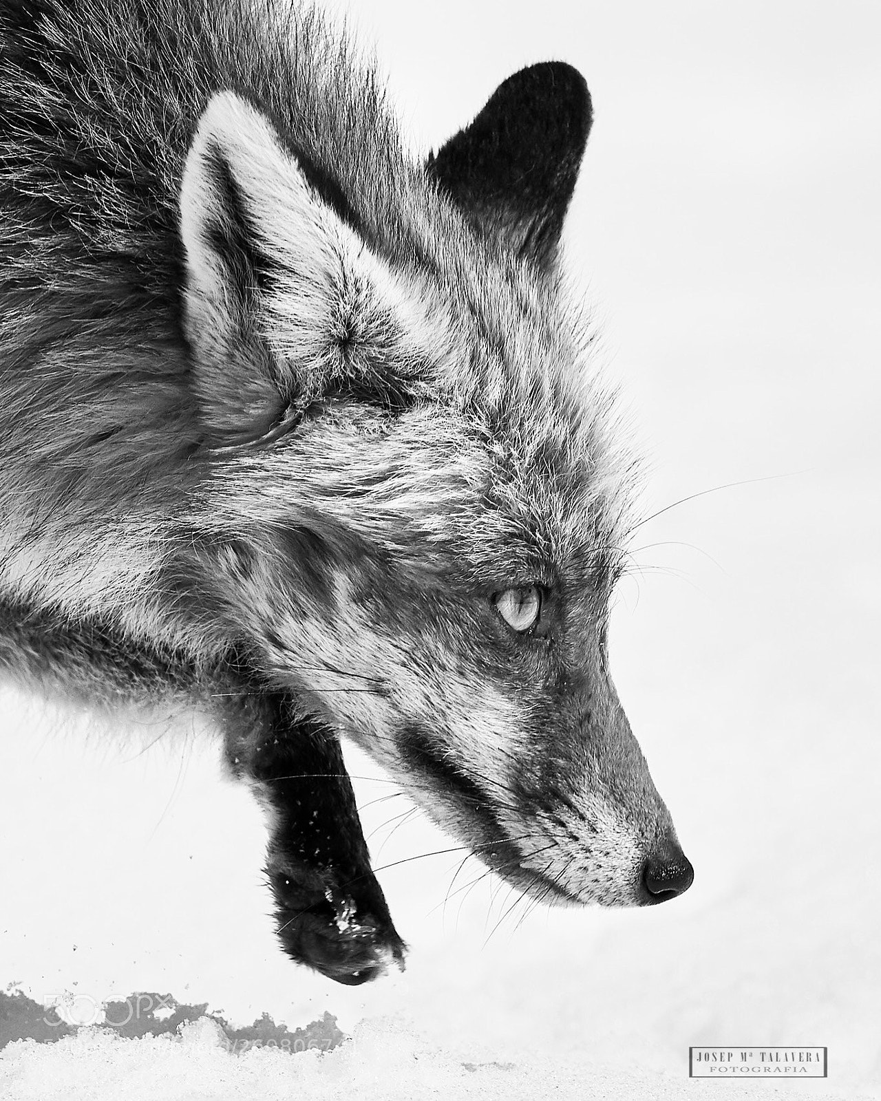 Nikon D500 sample photo. Fox (b&w) photography
