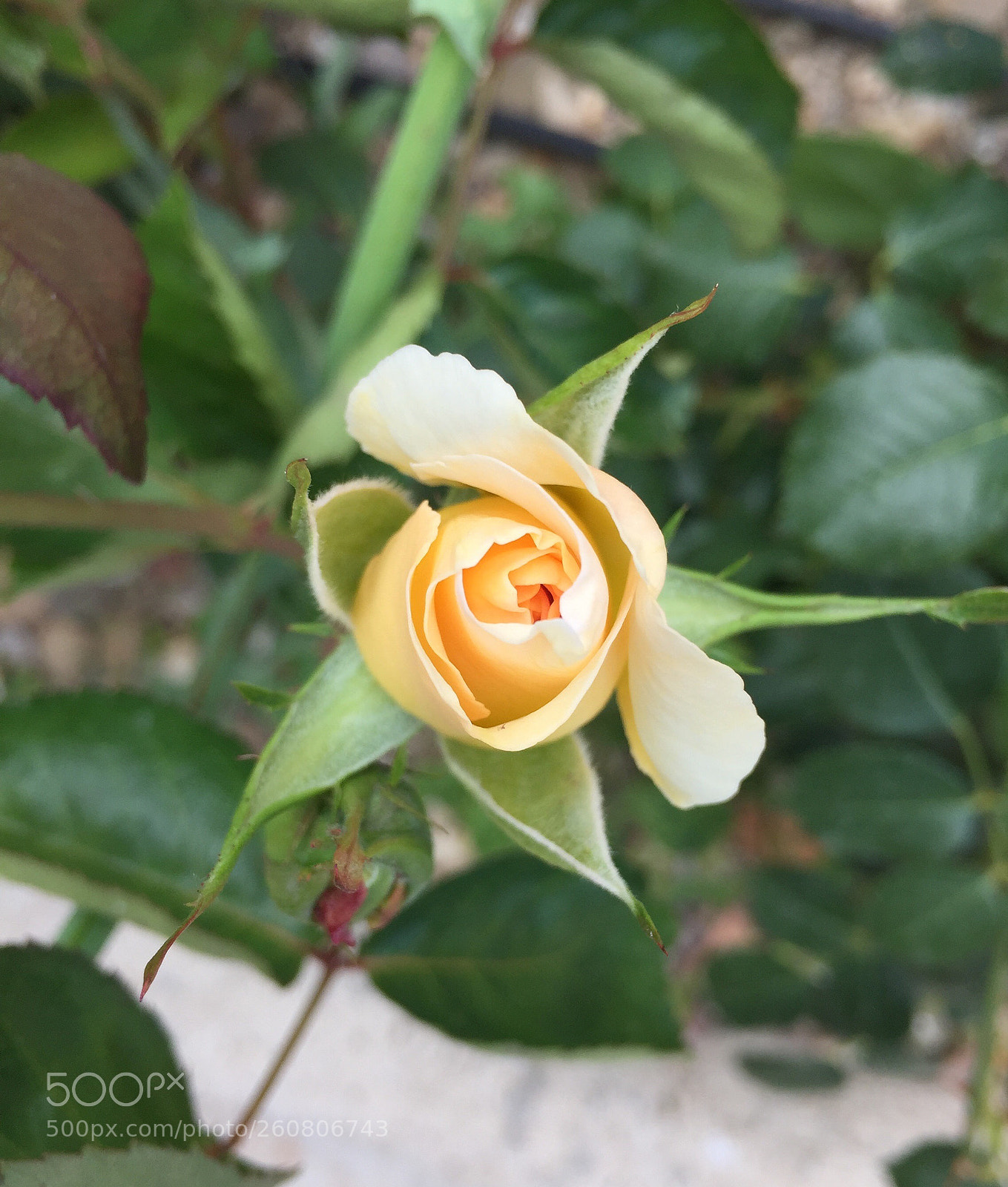 Apple iPhone 6 sample photo. Untitled photography