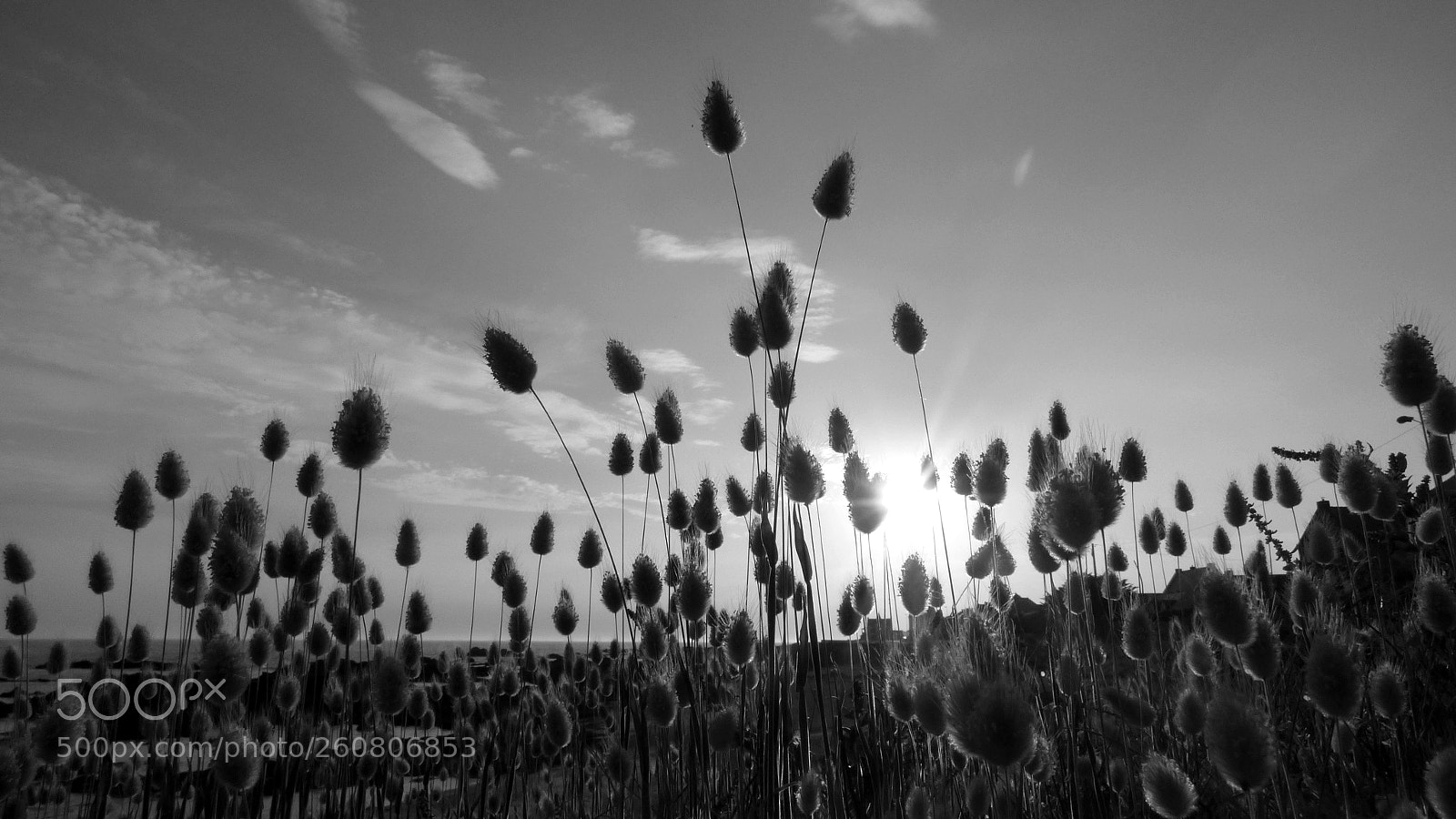 Panasonic DMC-FZ72 sample photo. Sunlight photography