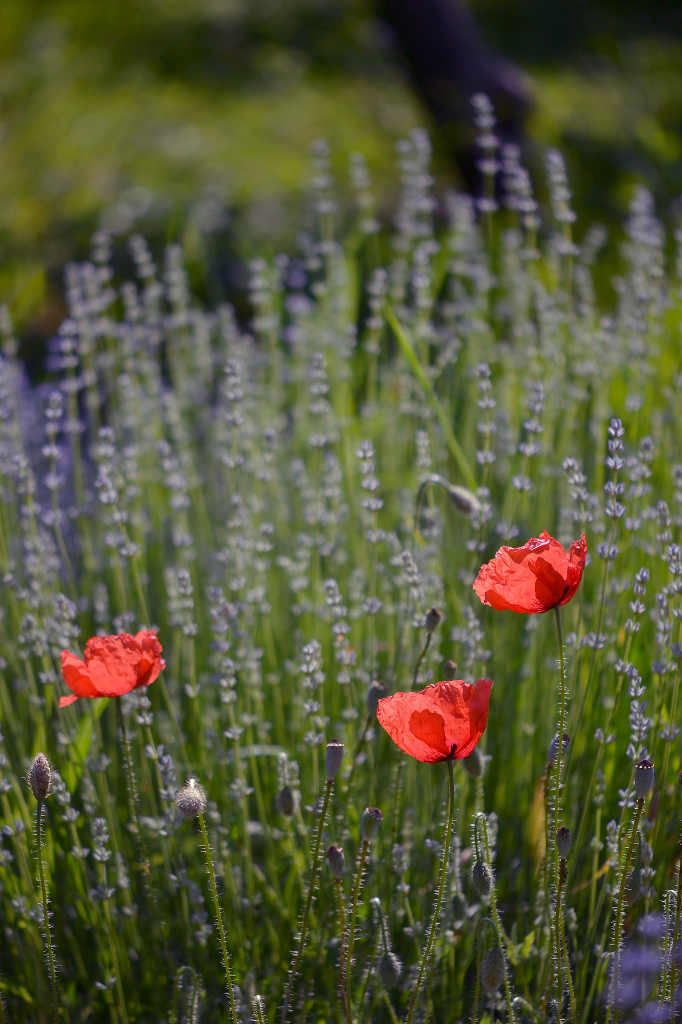 Nikon AF-S DX Micro-Nikkor 85mm F3.5G ED VR sample photo. . photography