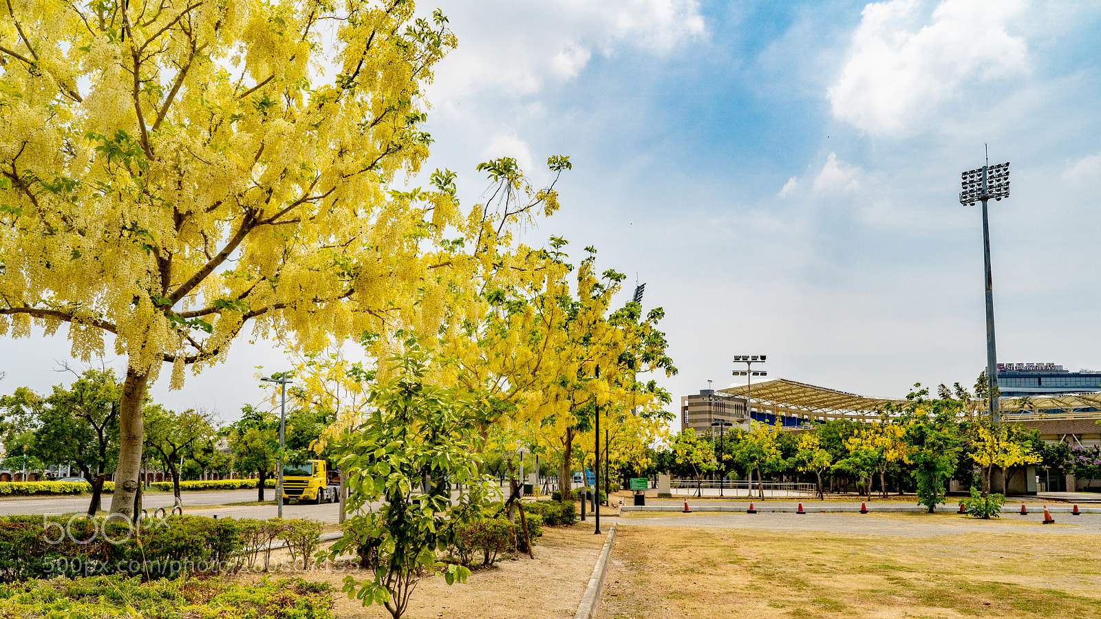 Sony a7 III sample photo. The golden shower tree photography